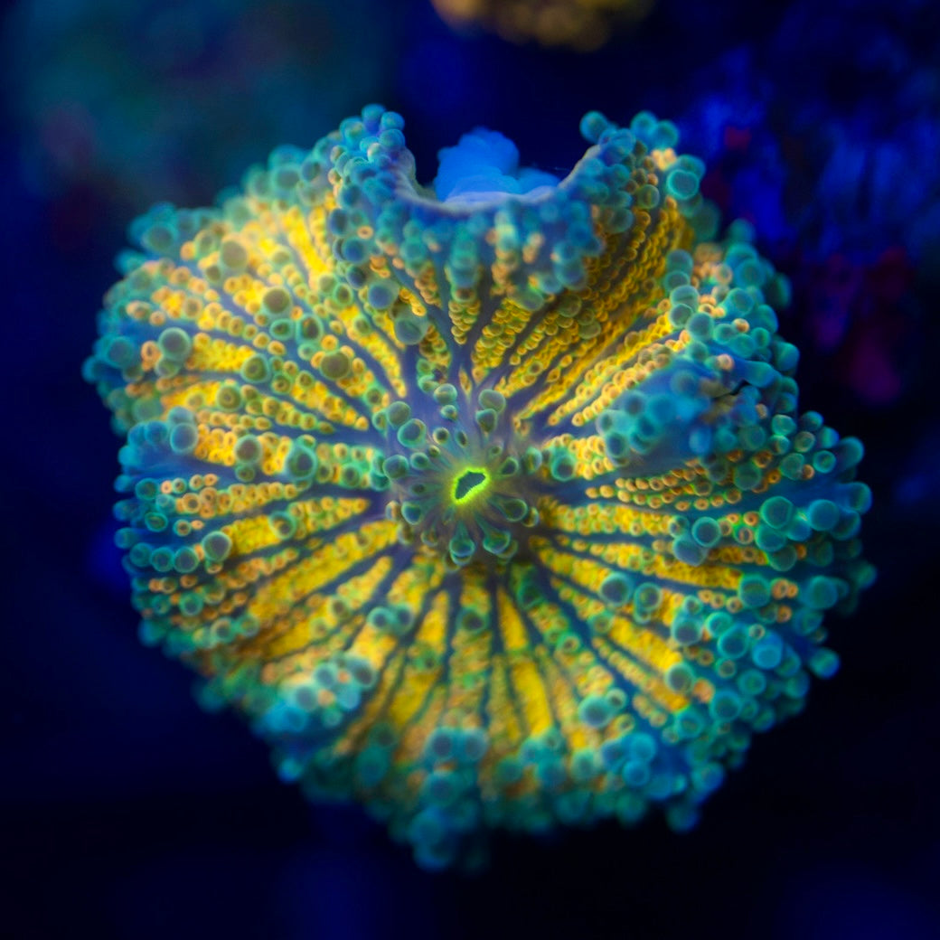 Ultra Gold Rainbow