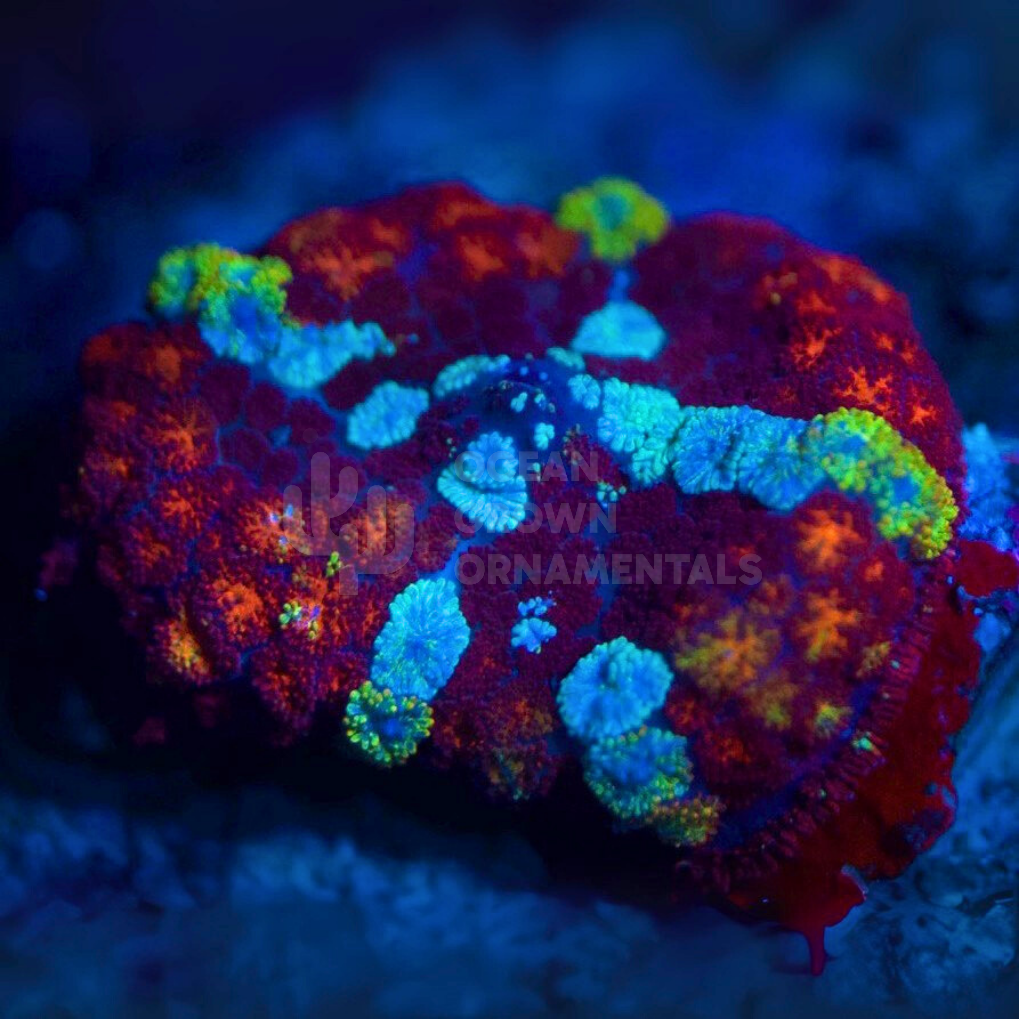XXL Rainbow Jellybean