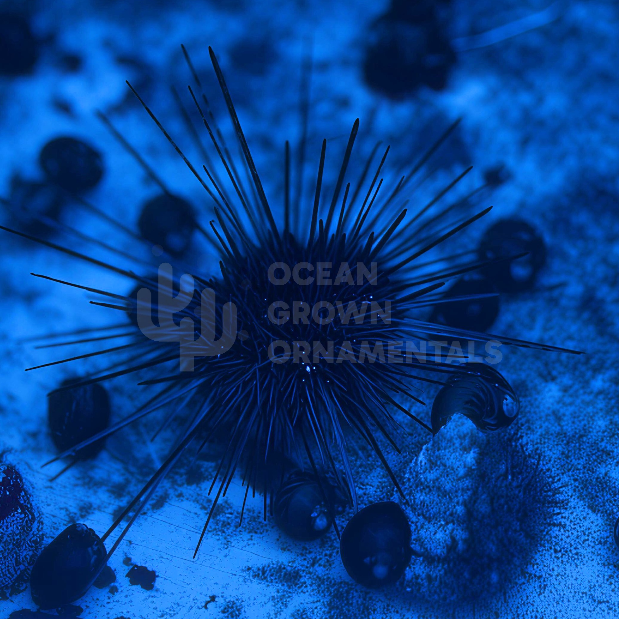 Blue Eye Long Spine Black