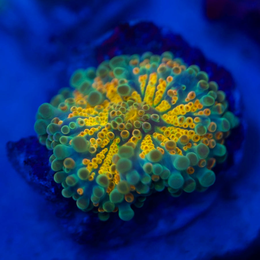 Neon Gold Rainbow