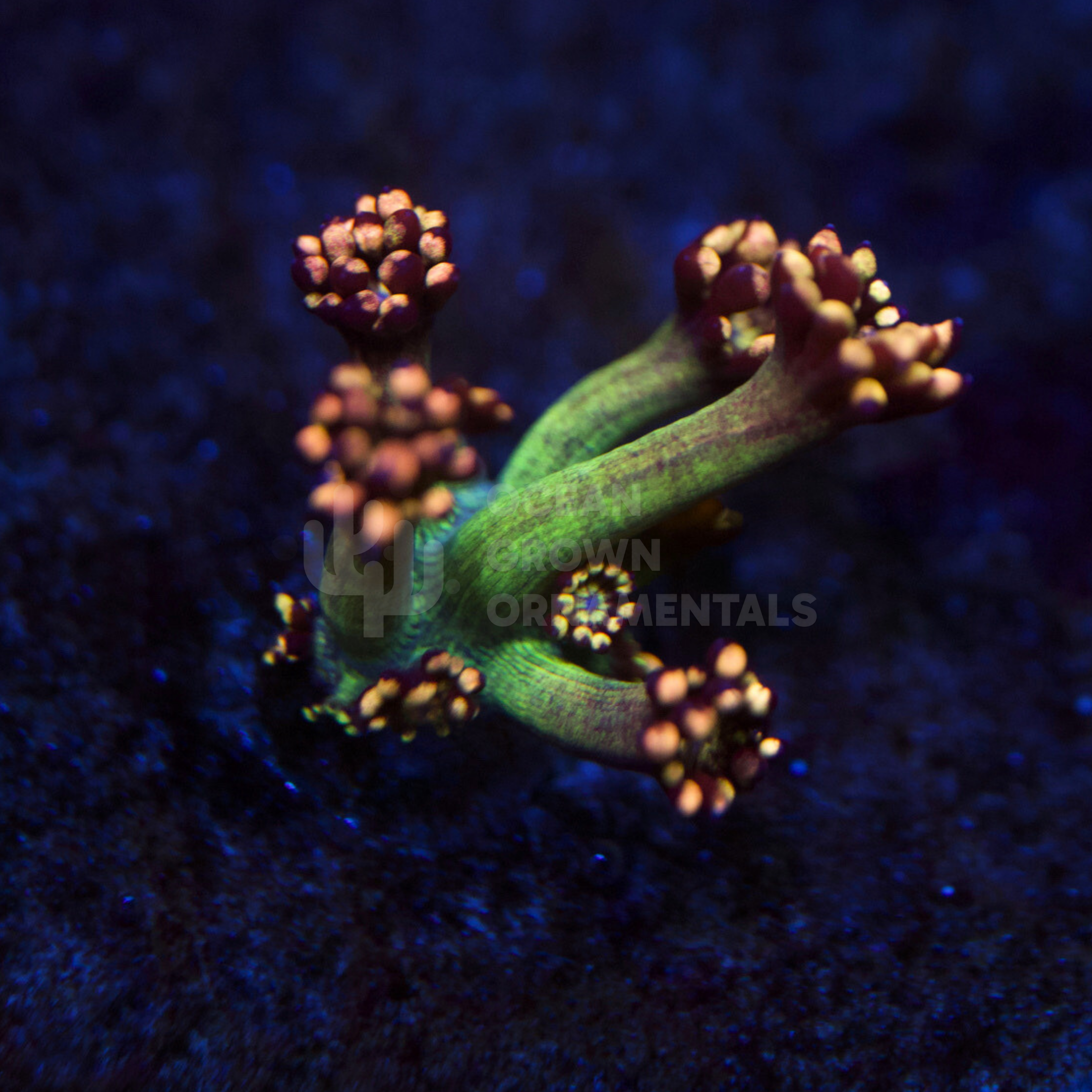 USA Amazeballs
