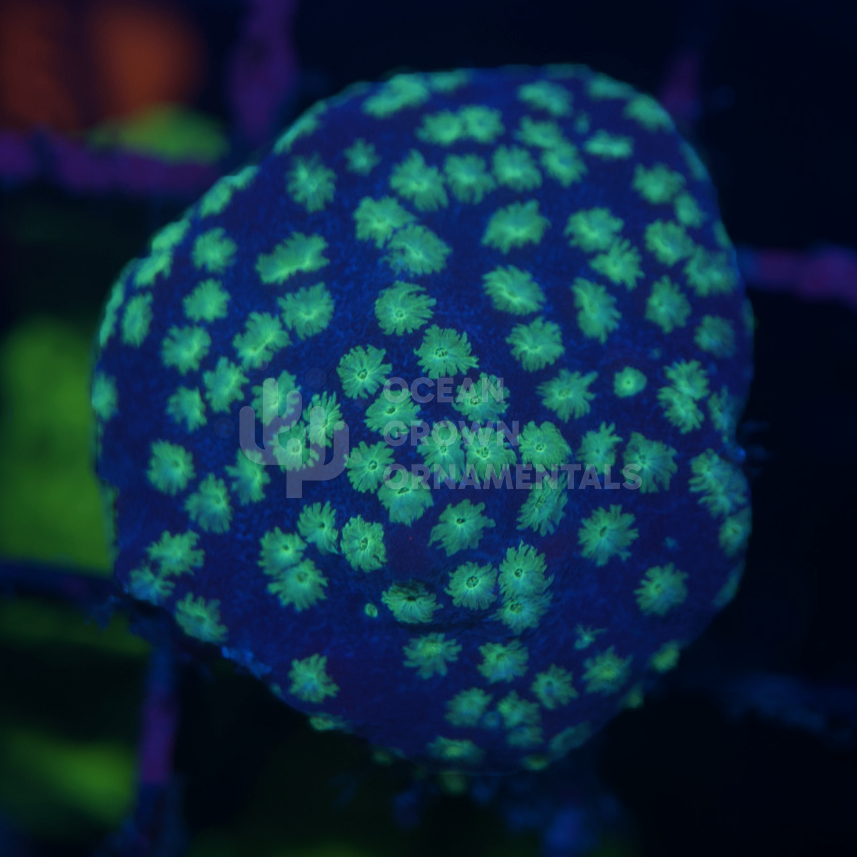 Neon Bi-colour Oxypora