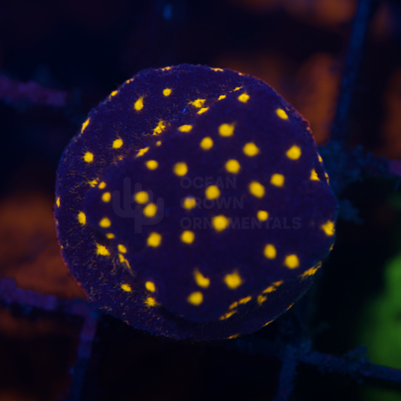 Flaming Midnight Oxypora