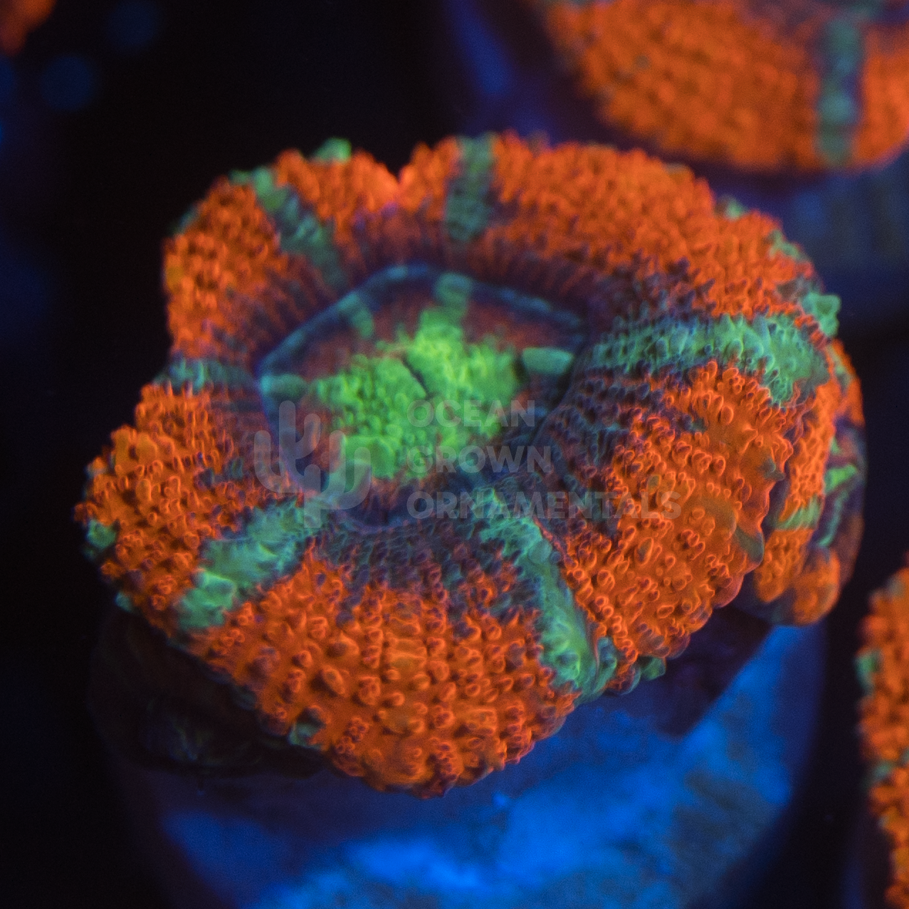 Neon Eye Striped Rainbow