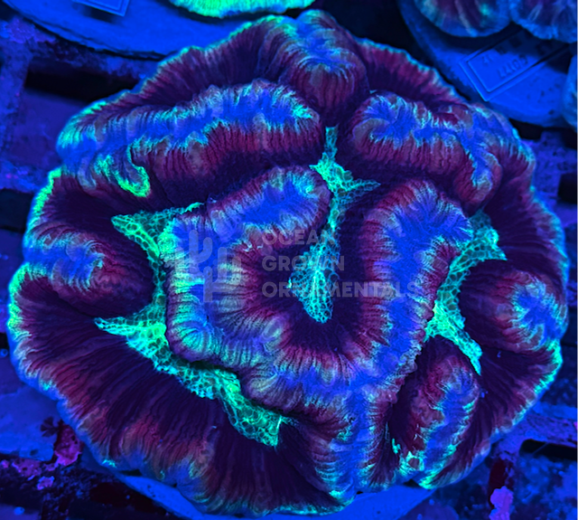 Neon Rainbow Radiata