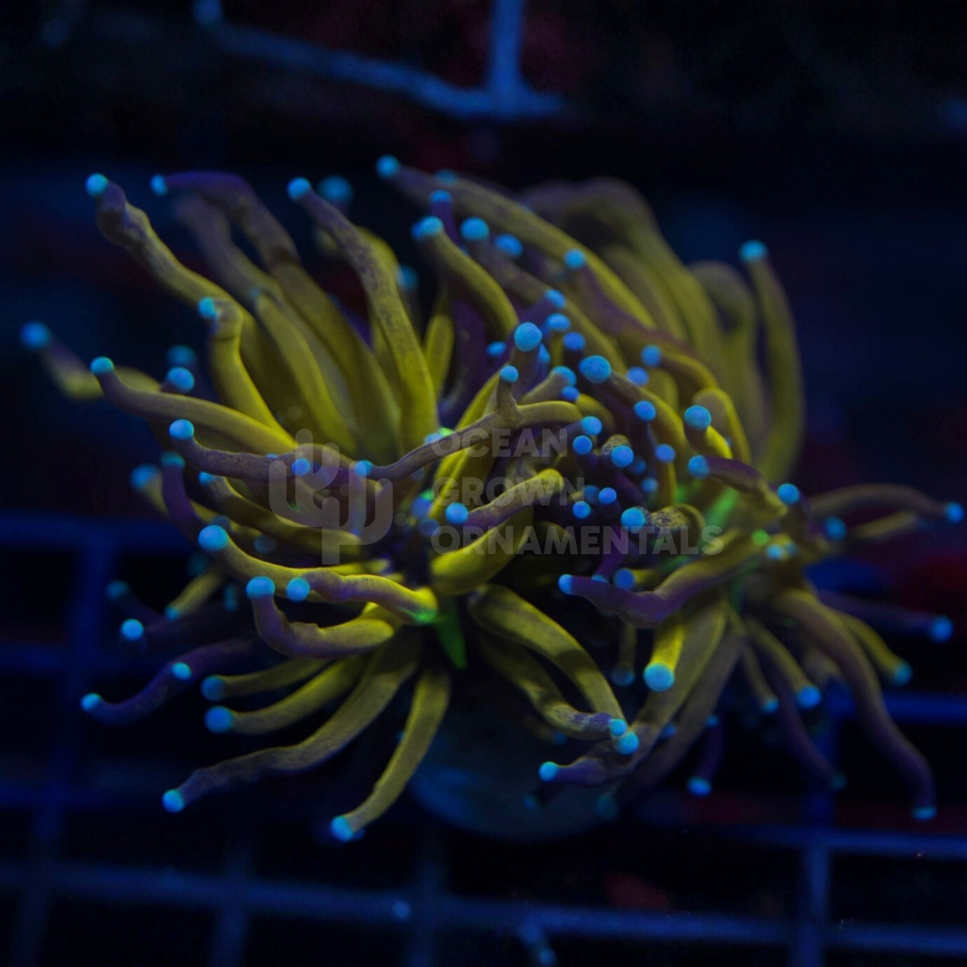 Neon Blue Tip Tiger