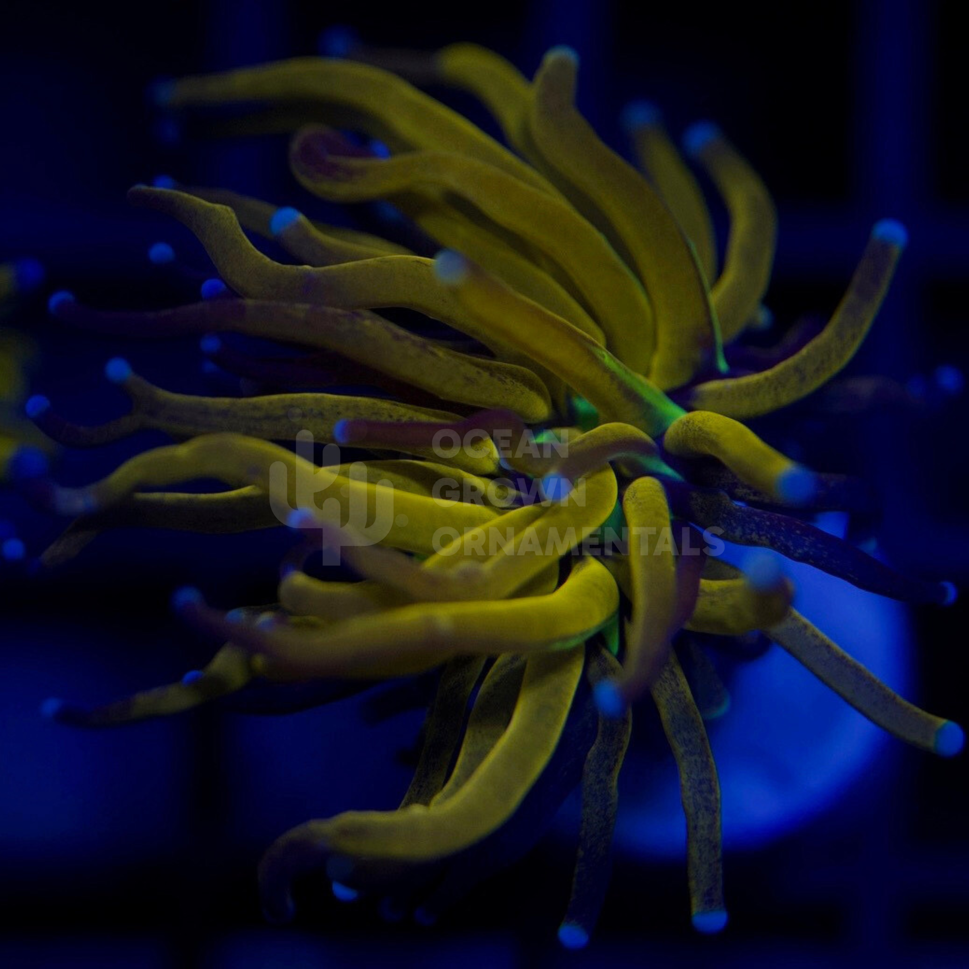 Neon Blue Tip Tiger