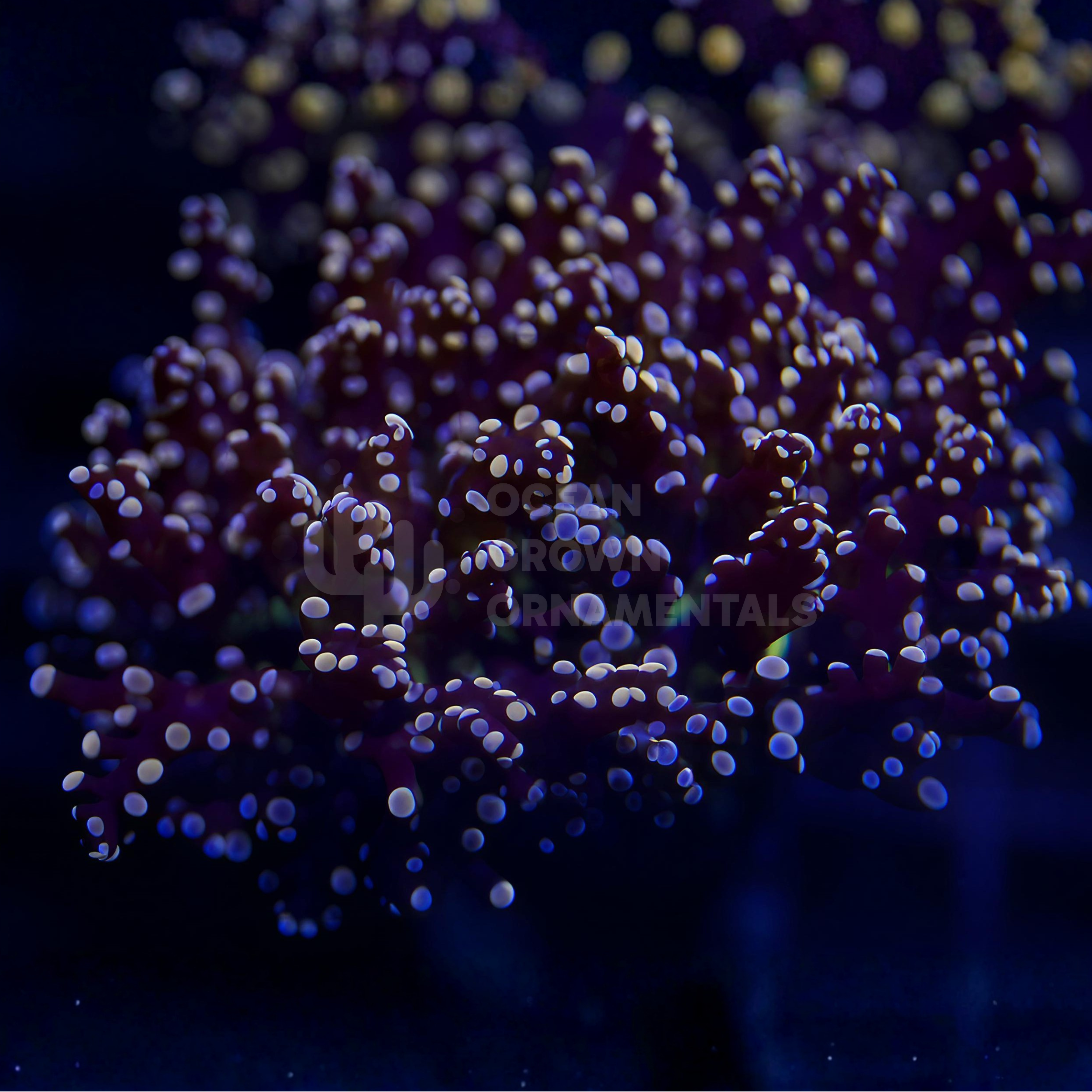 Bicolour Frosty-rose