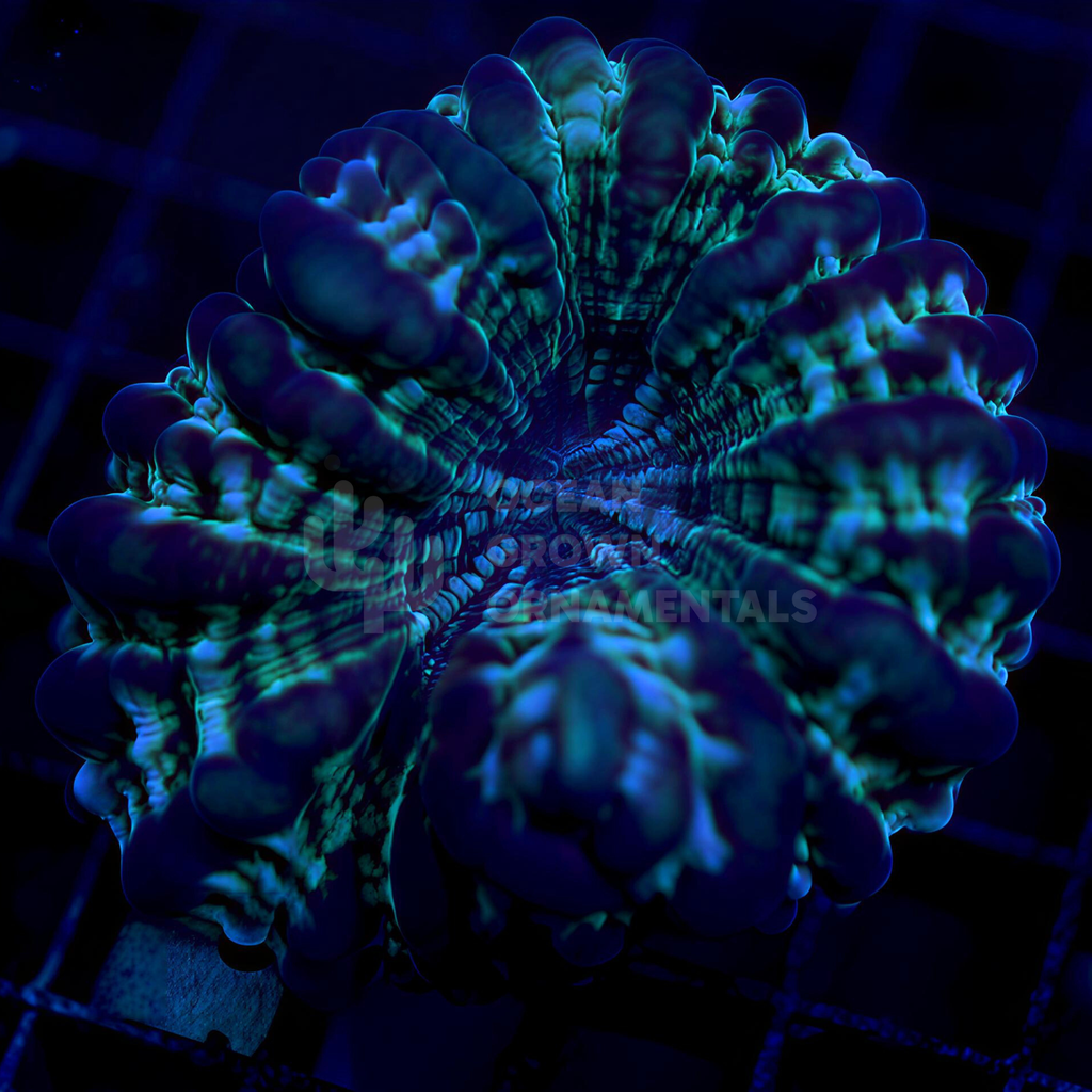 Ultra Stained Glass Cynarina