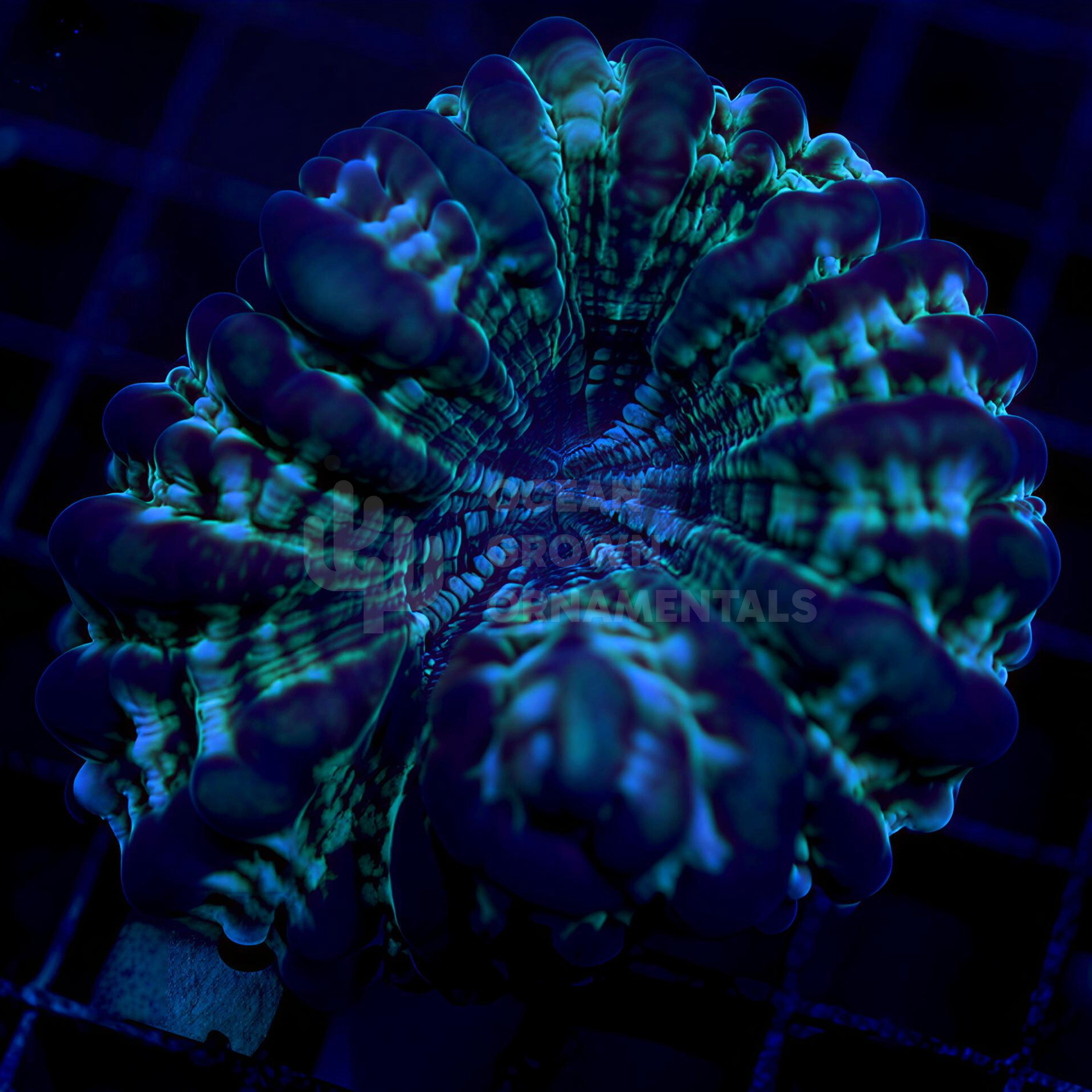 Ultra Stained Glass Cynarina