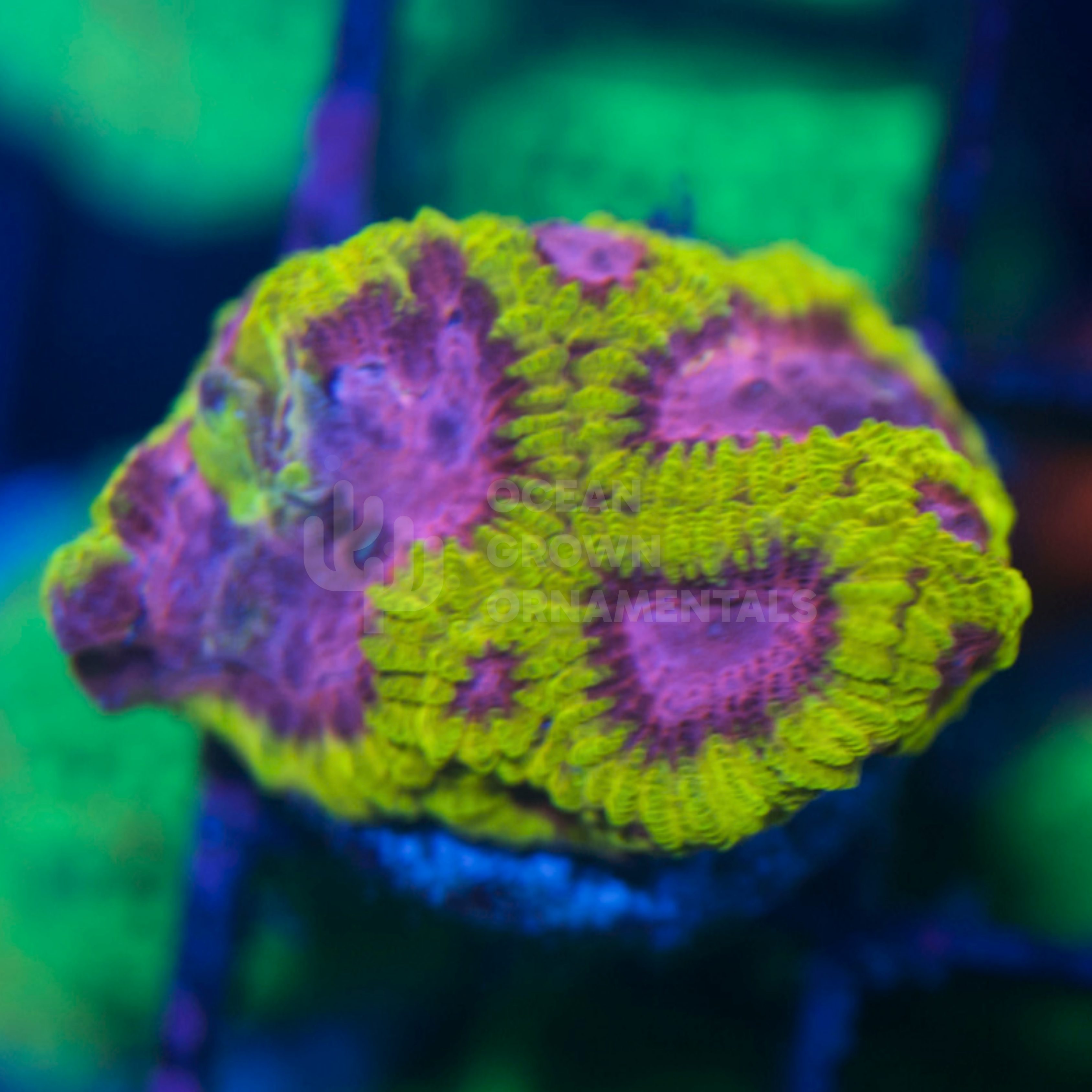 Golden "Fruit Loop" Ultron