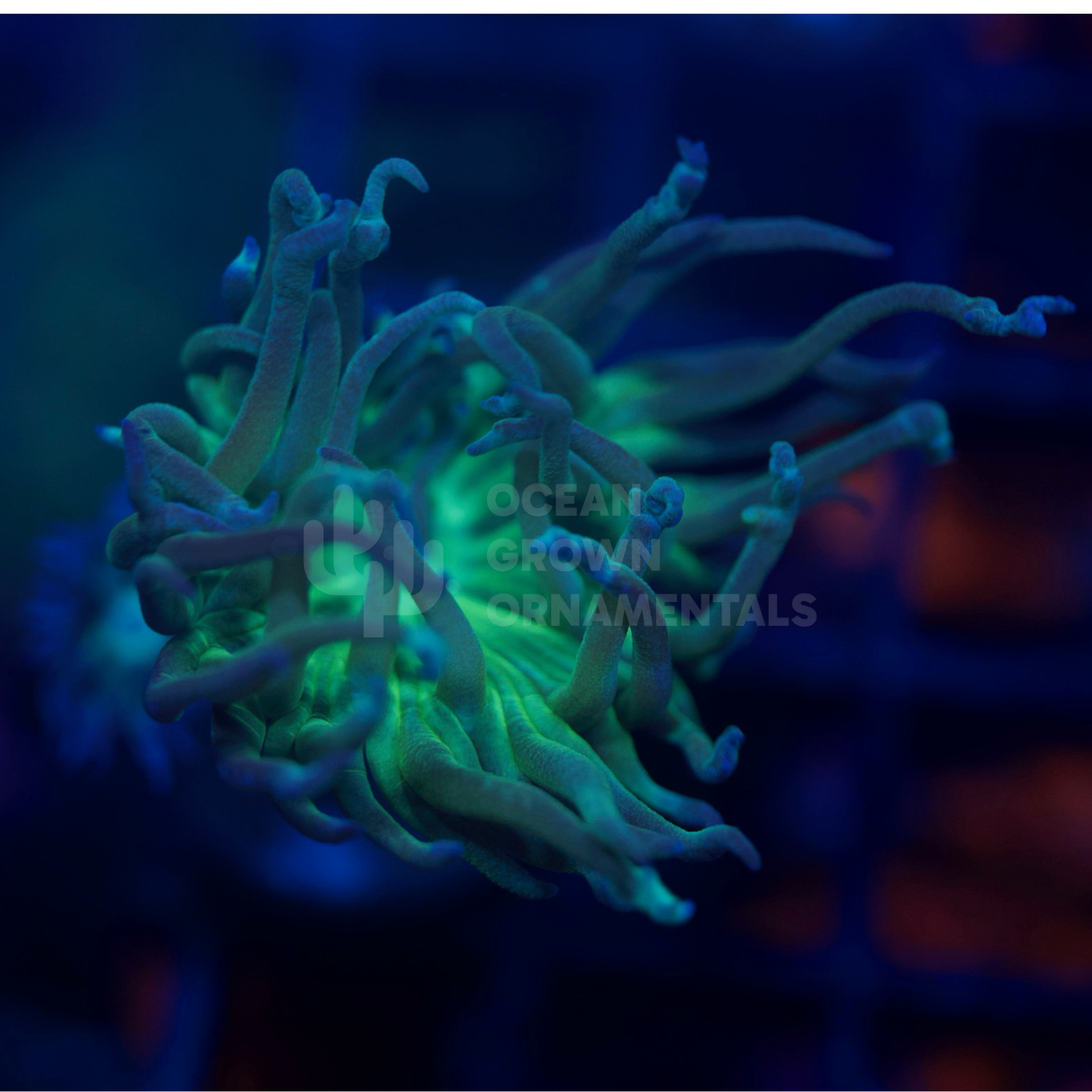 Bi-Colour Striped Duncan