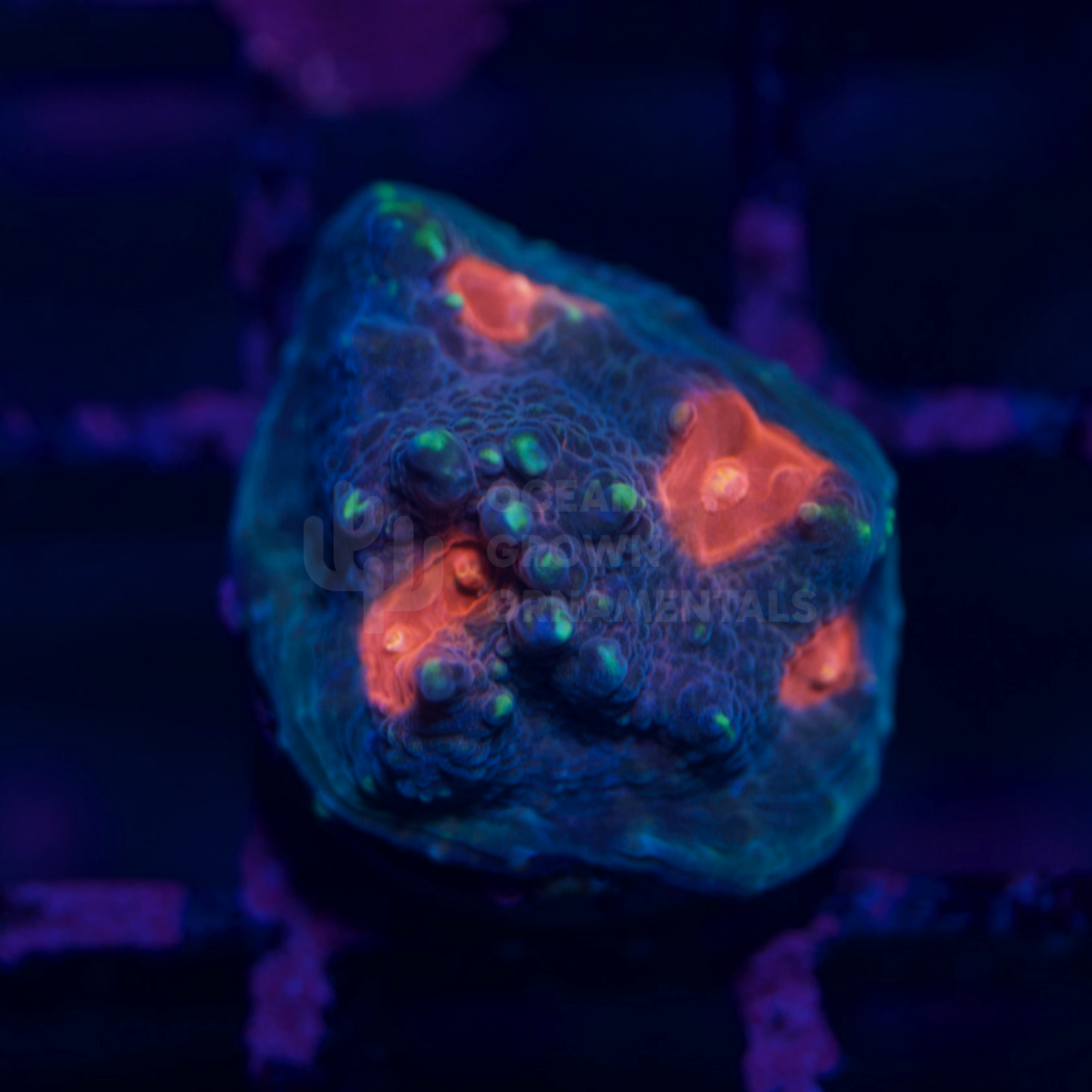 Neon Red Eye Goldflake