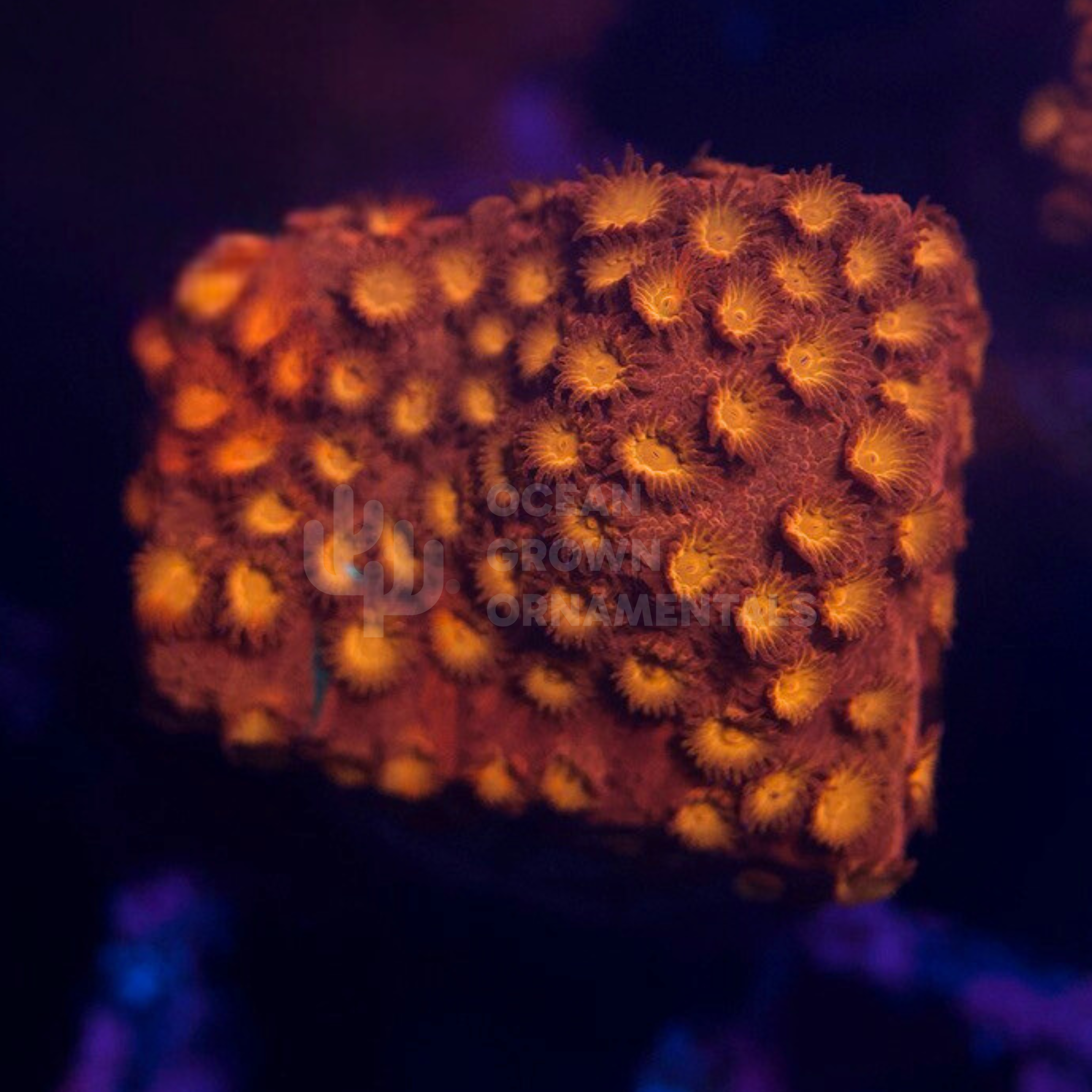 Fluro Red Cyphastrea