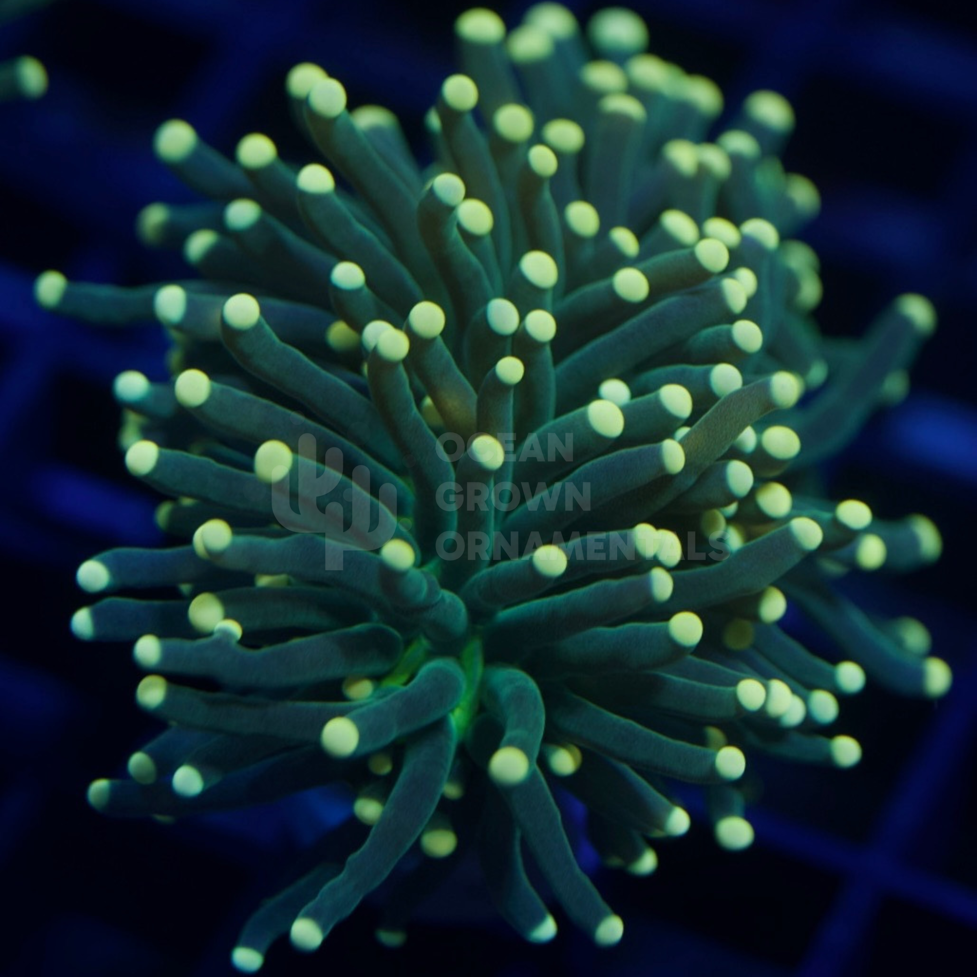 Cream Tip Green Atomic