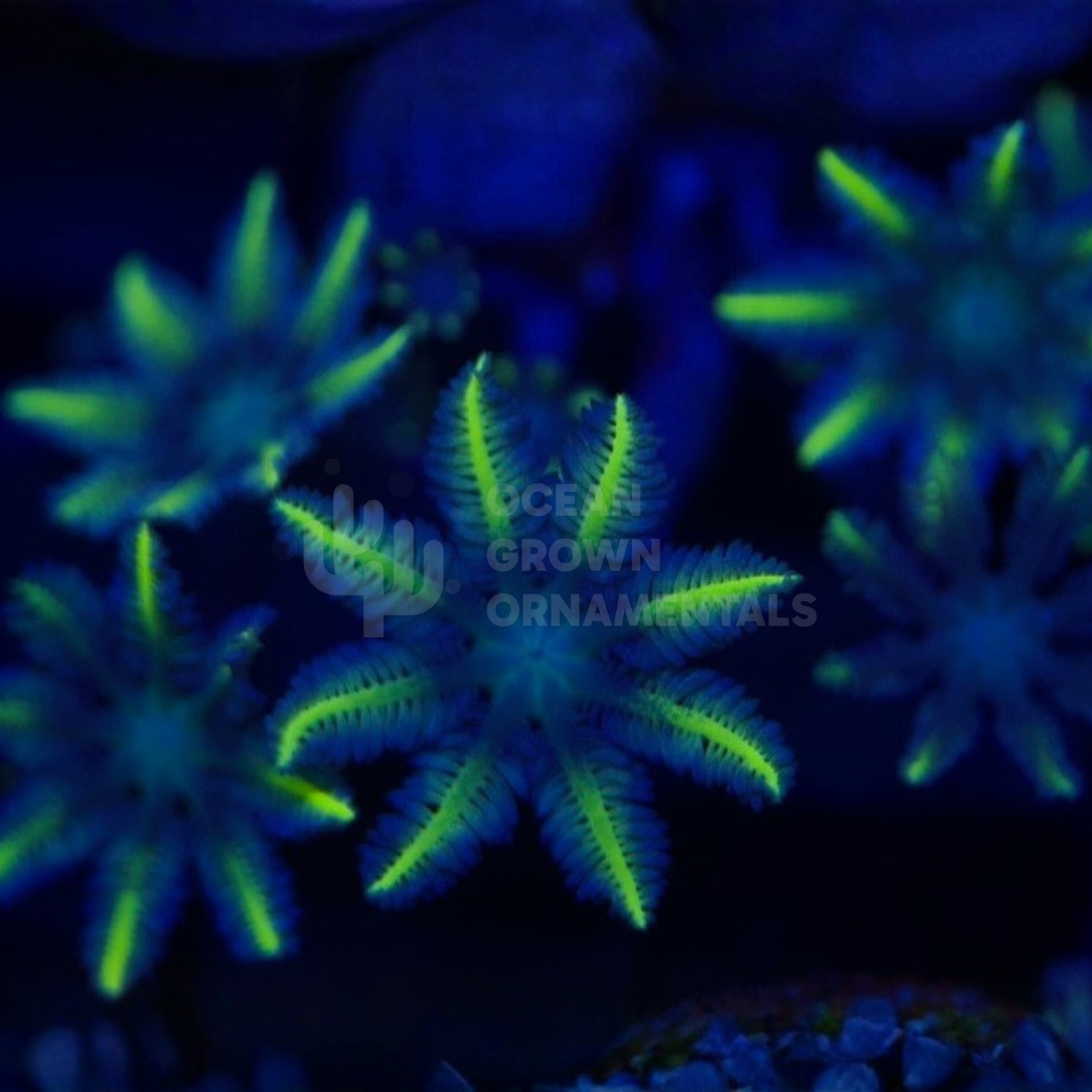 Neon Clove