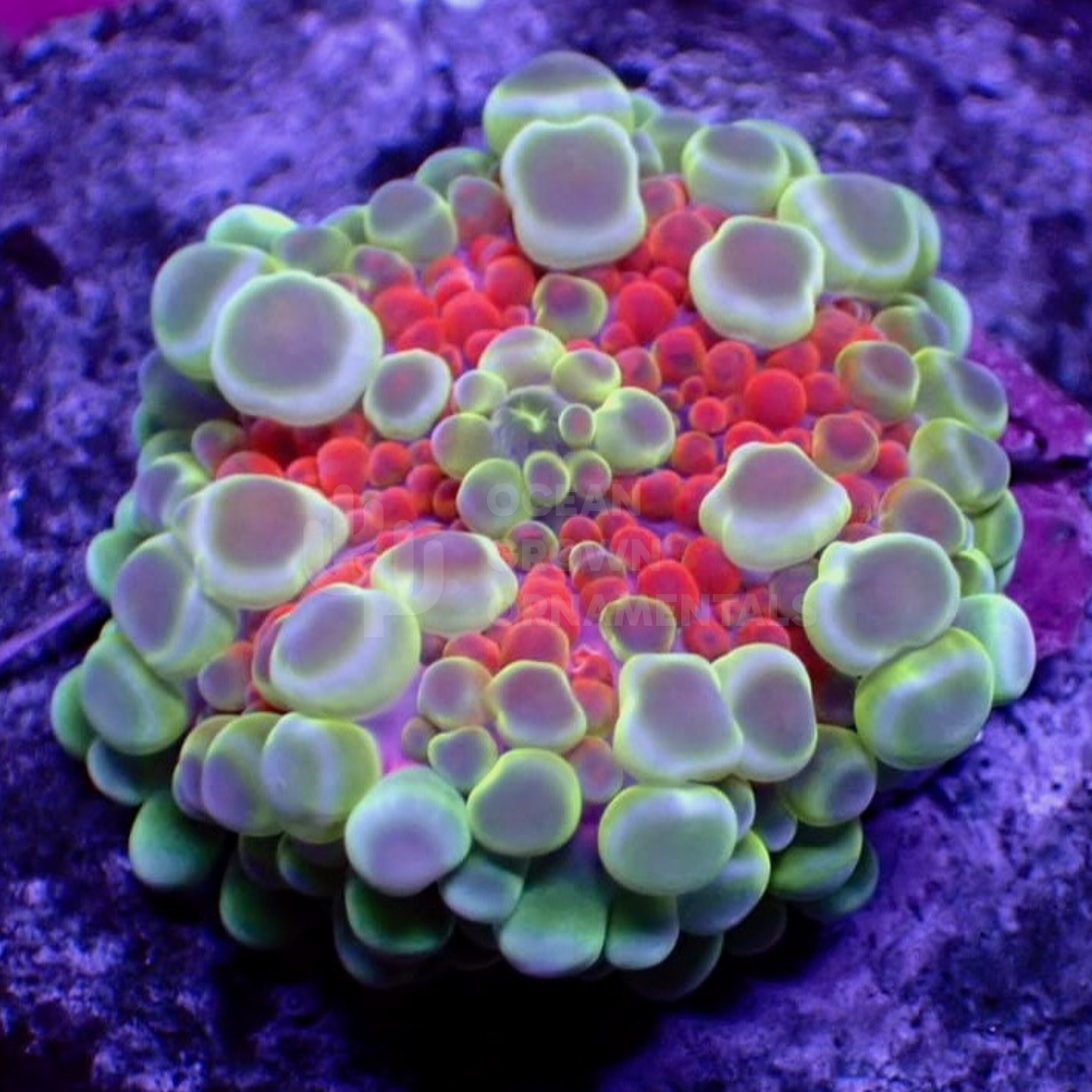 Rainbow Gumball Globular