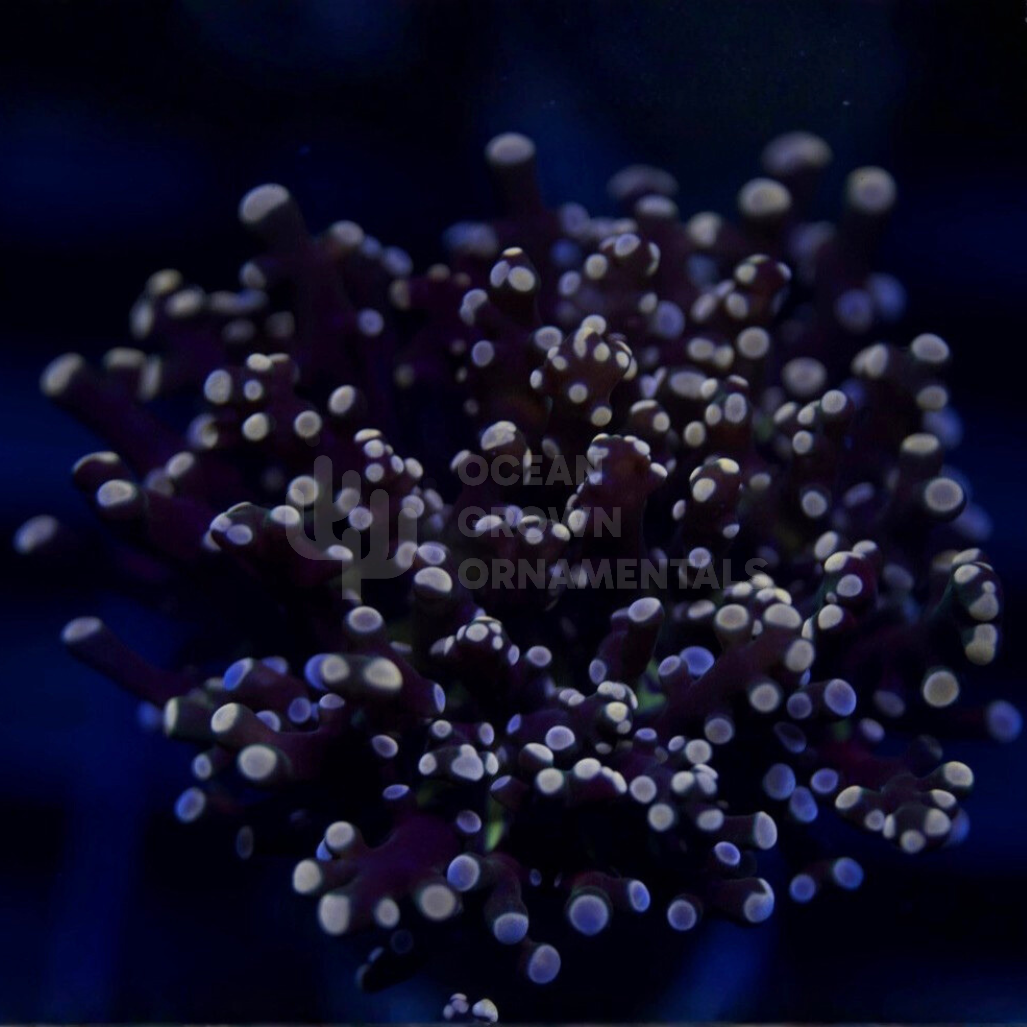 Bicolour Frosty-rose