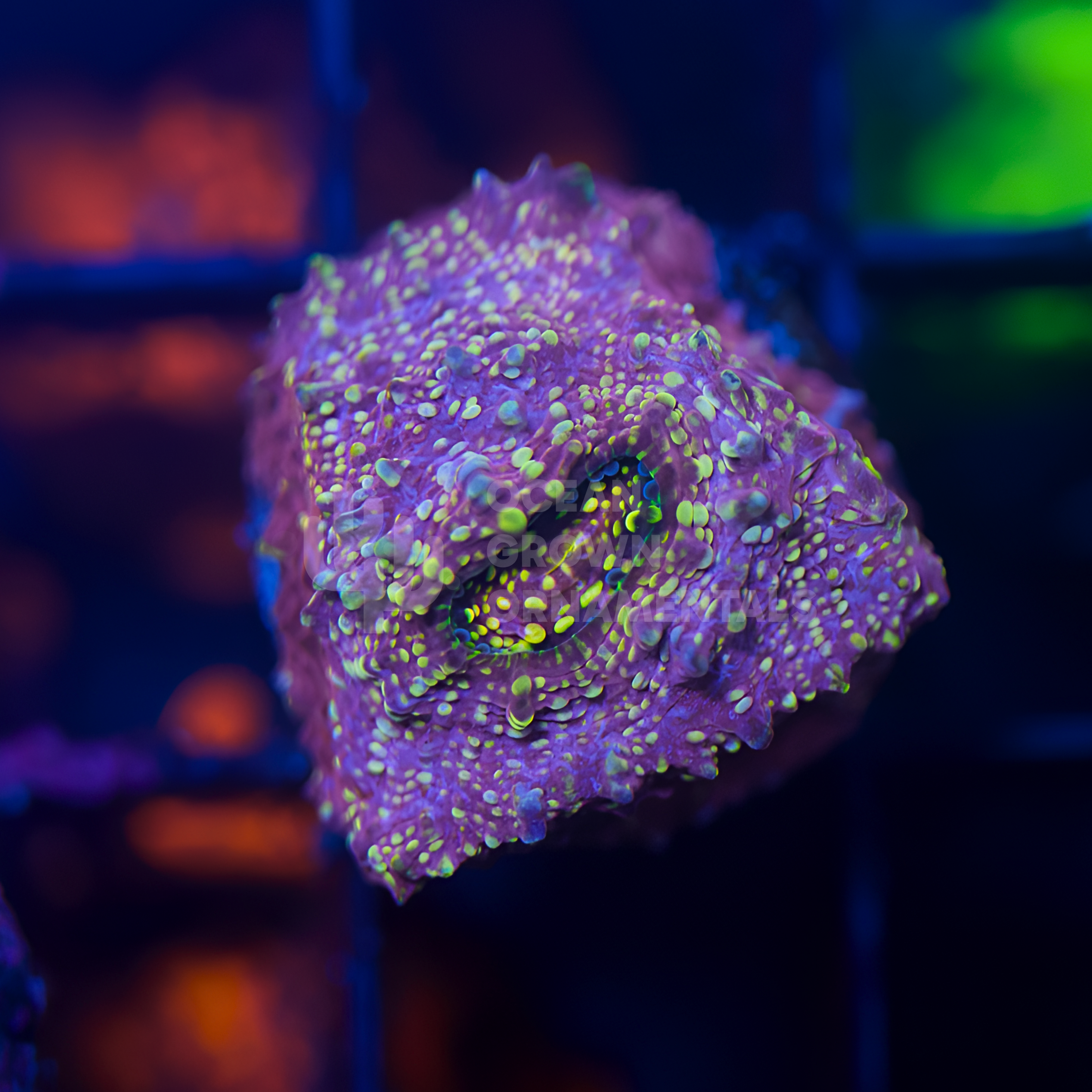 Pink Glitter
