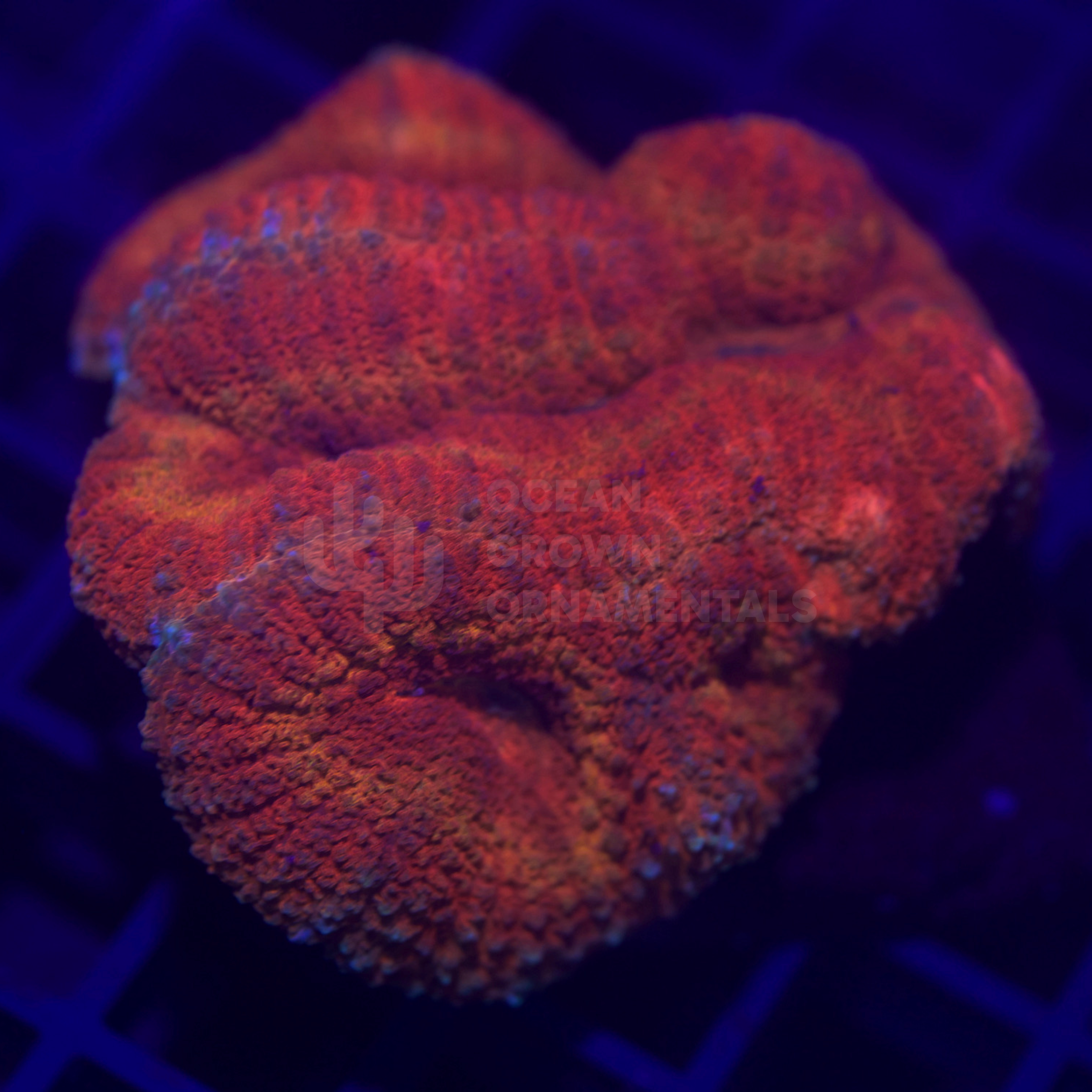 Rainbow Inferno
