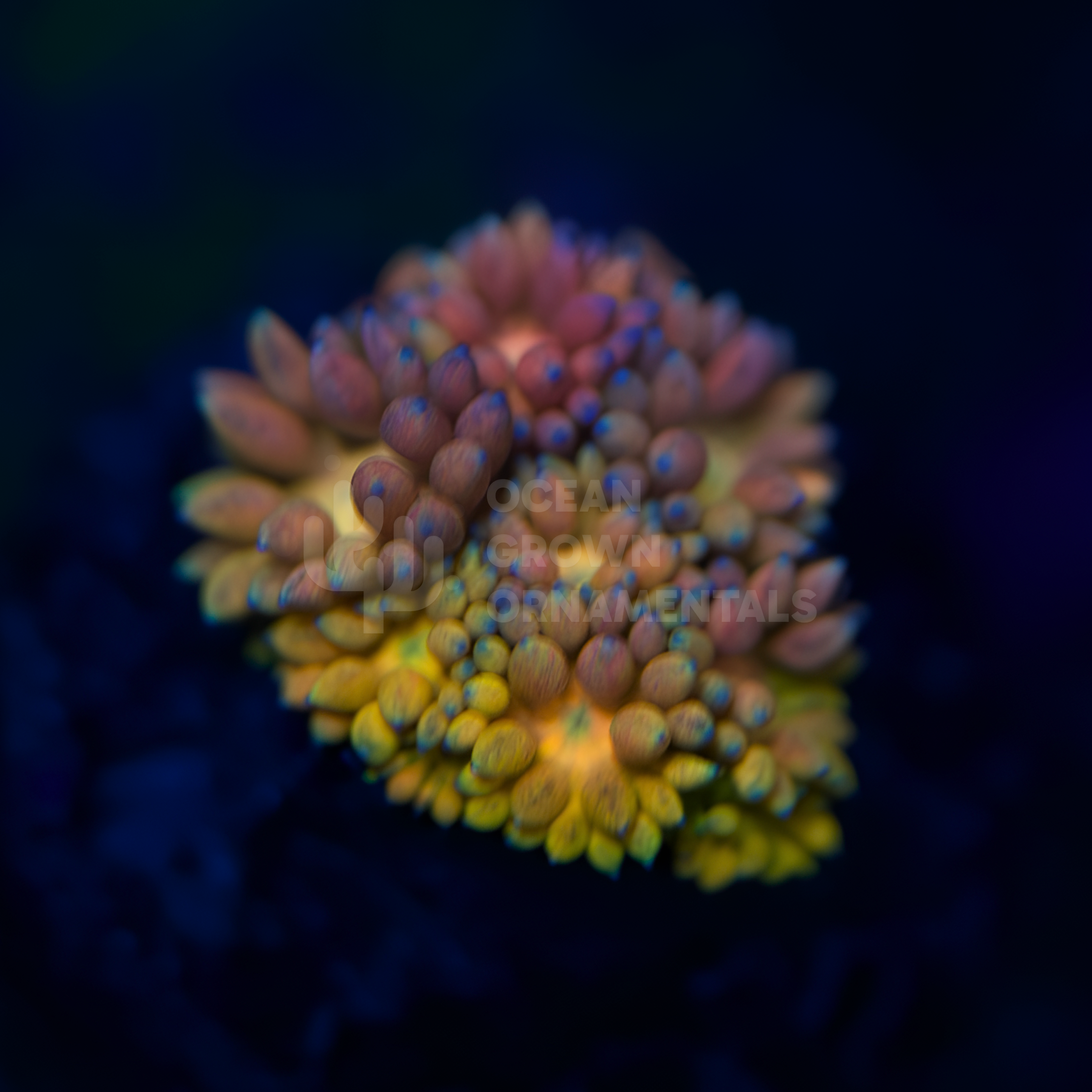 Rainbow Blossom