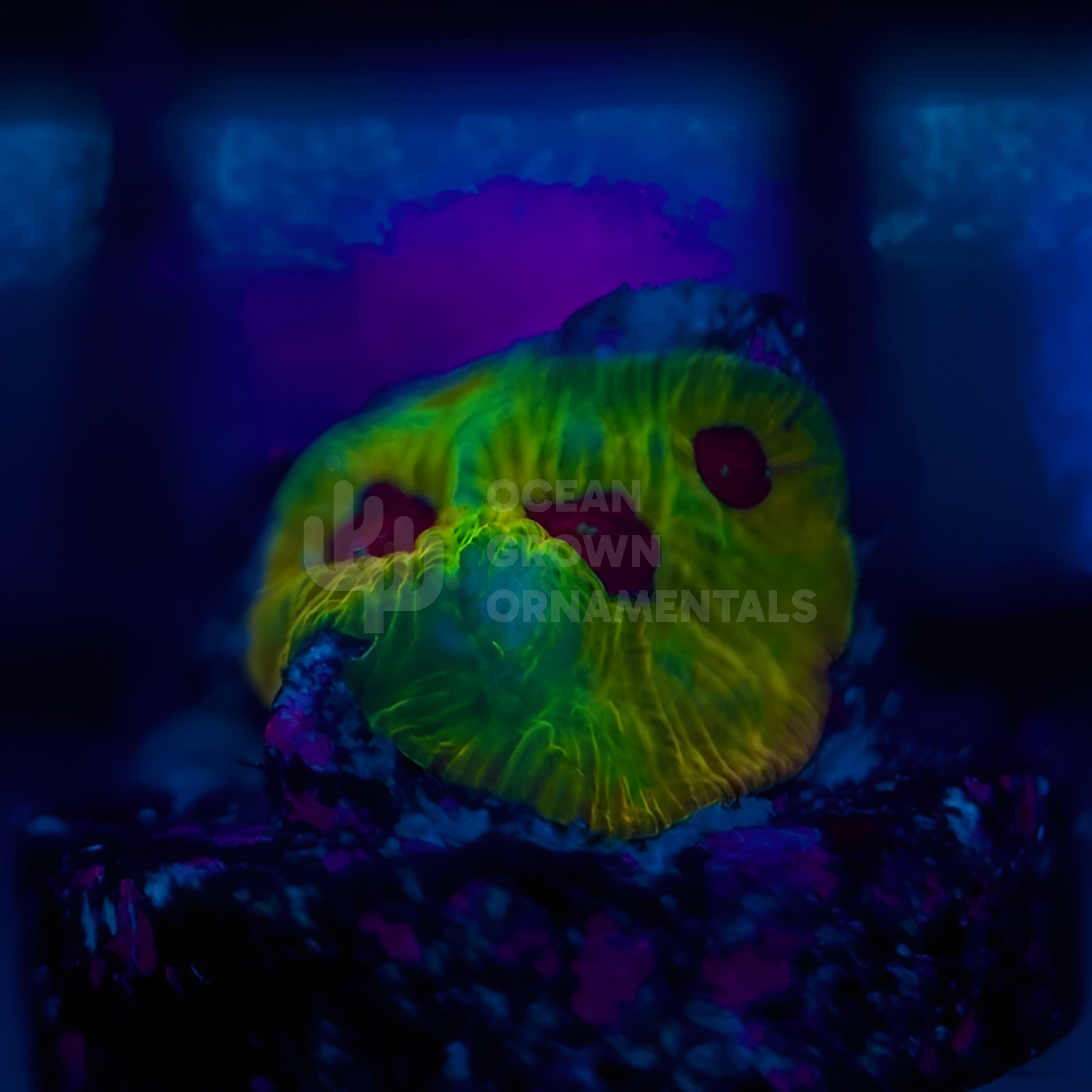 24K Gold “Fascination”