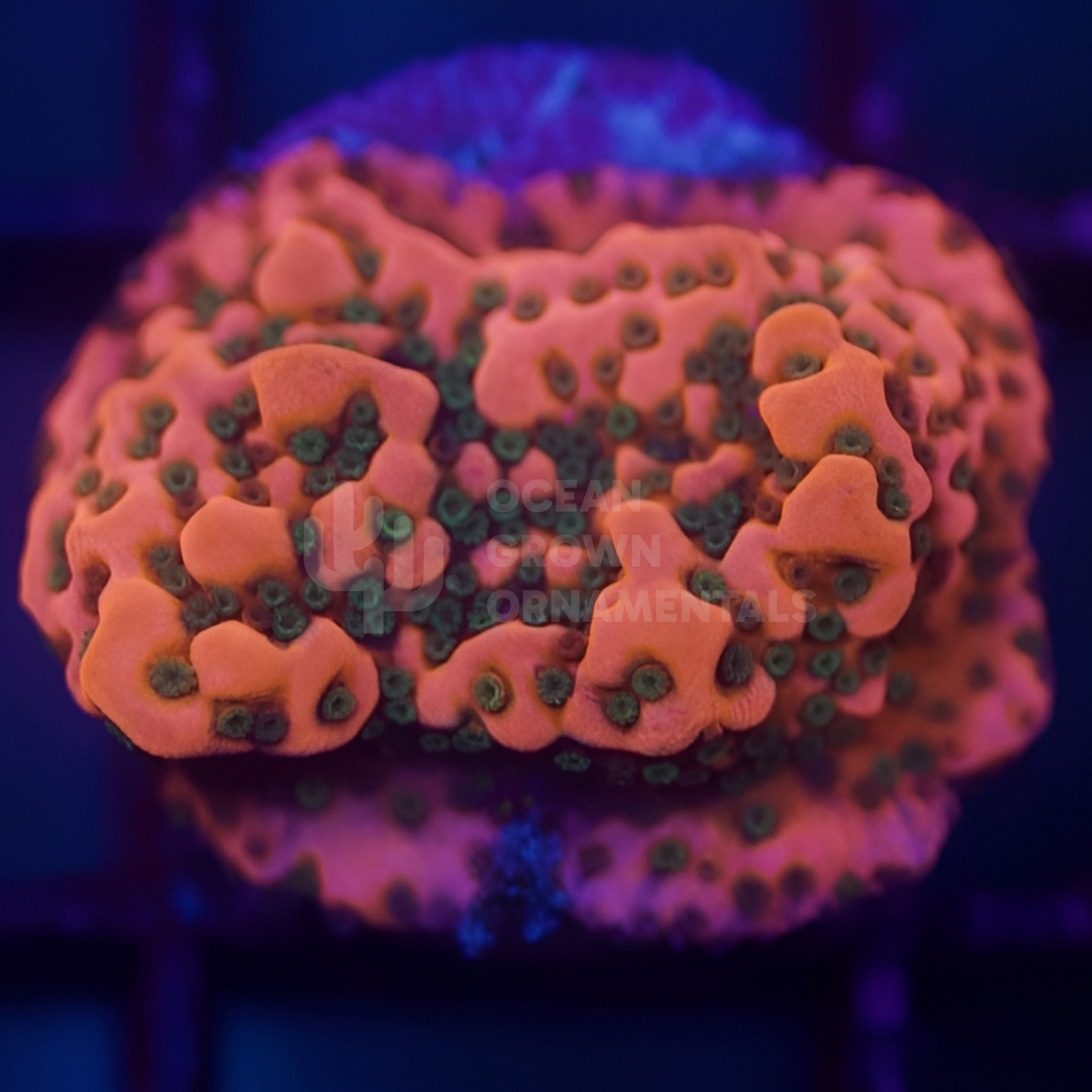 Cherry Bomb Palawensis