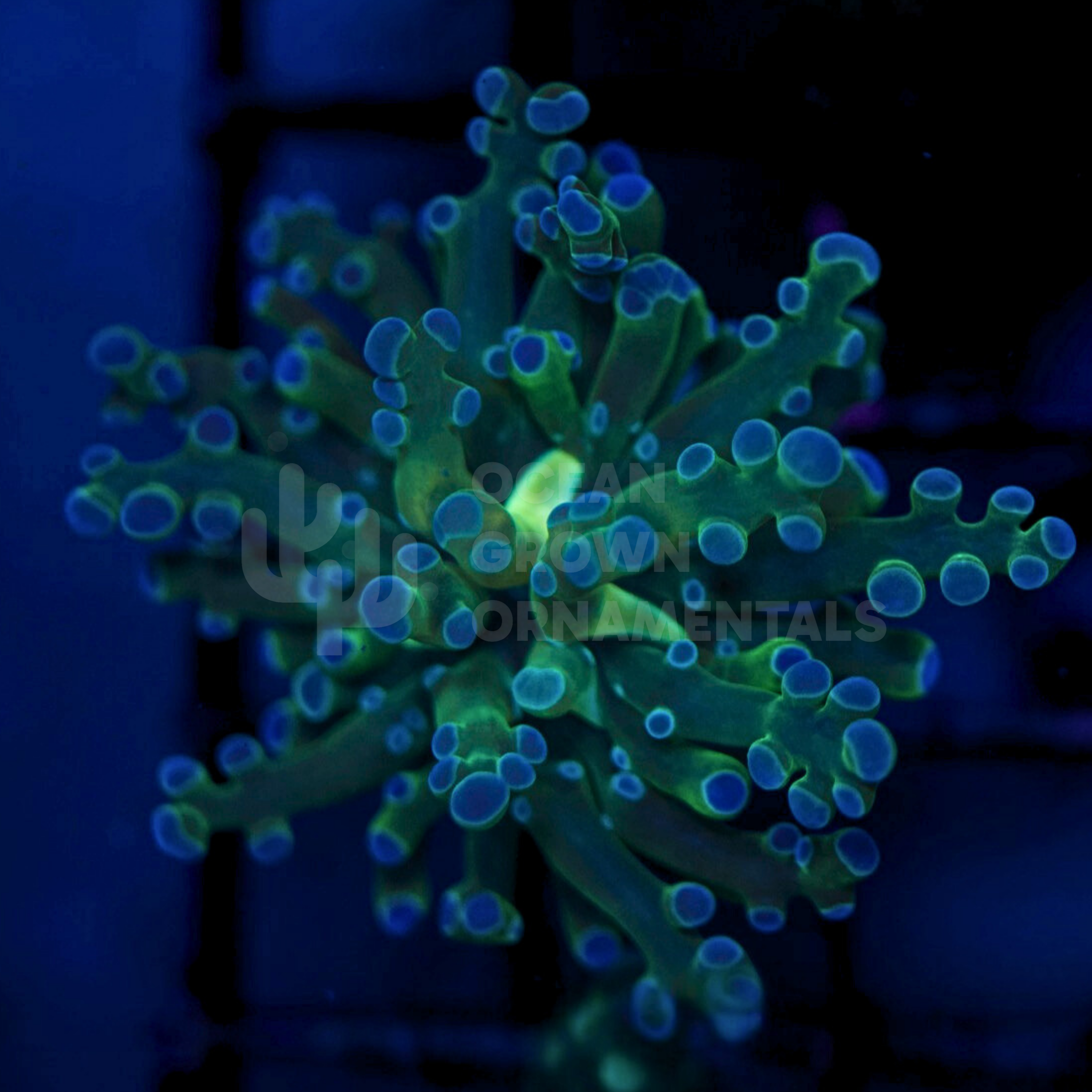 Neon Bi-Colour