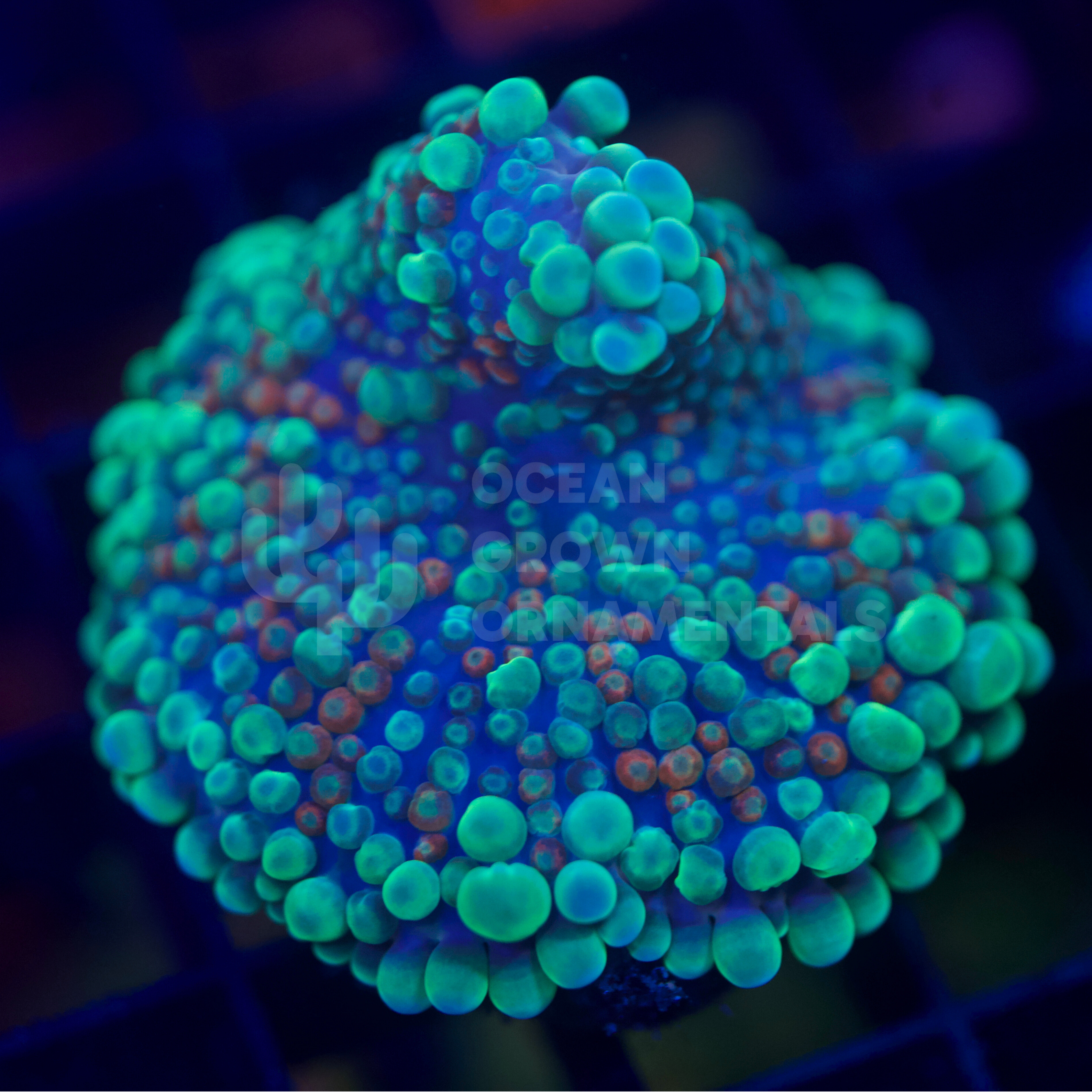 Rainbow Globular