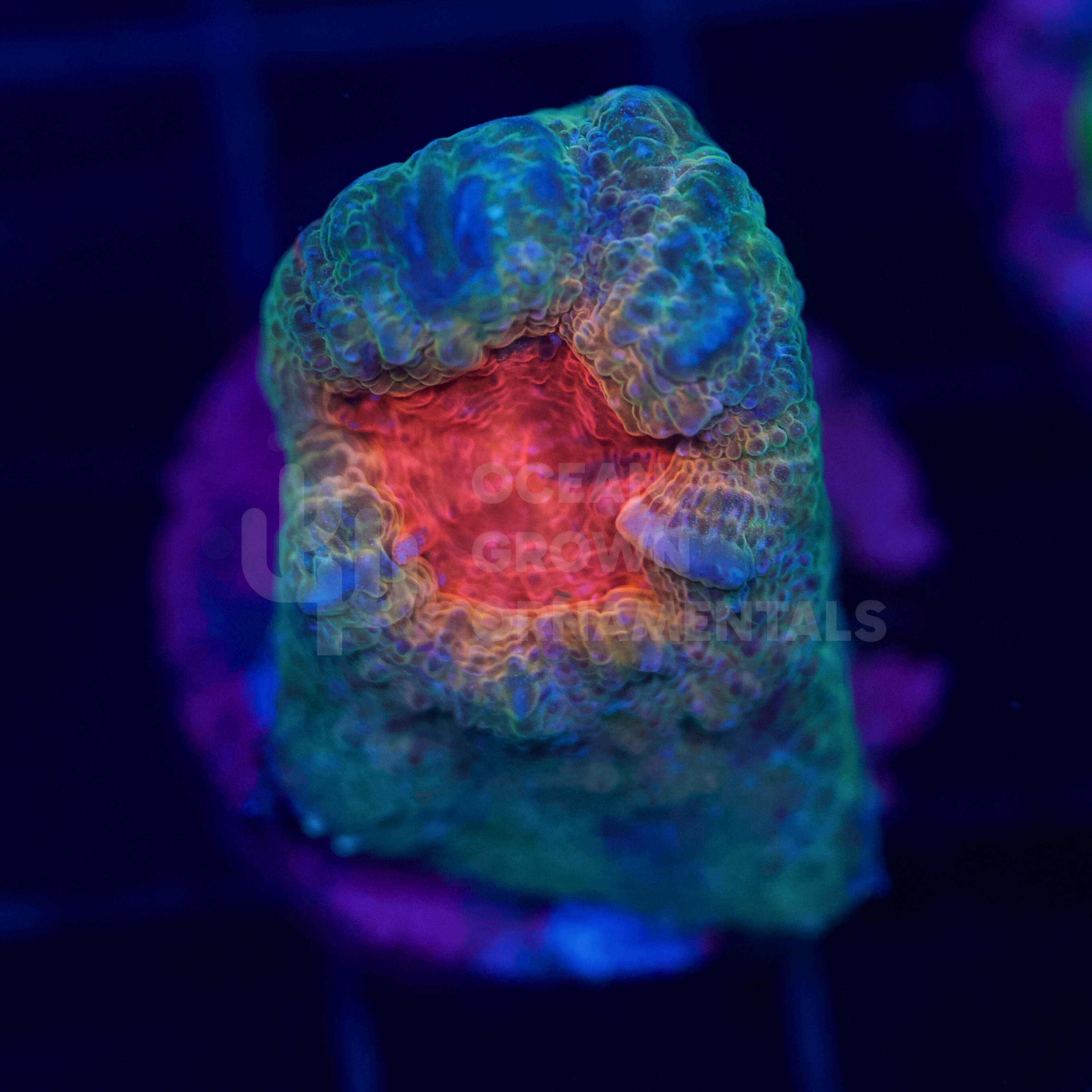 Rainbow Eye