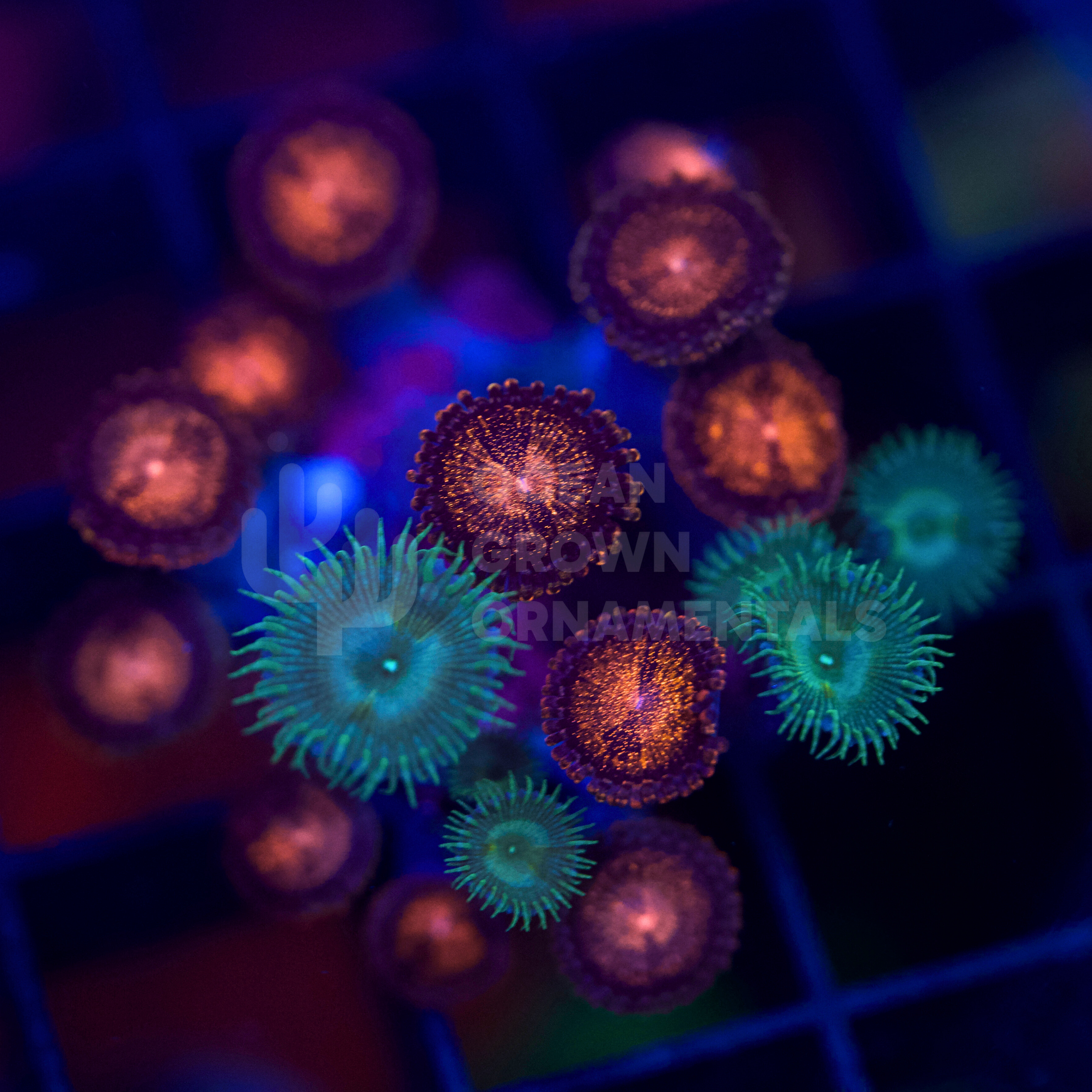 Mixed Zoa Garden