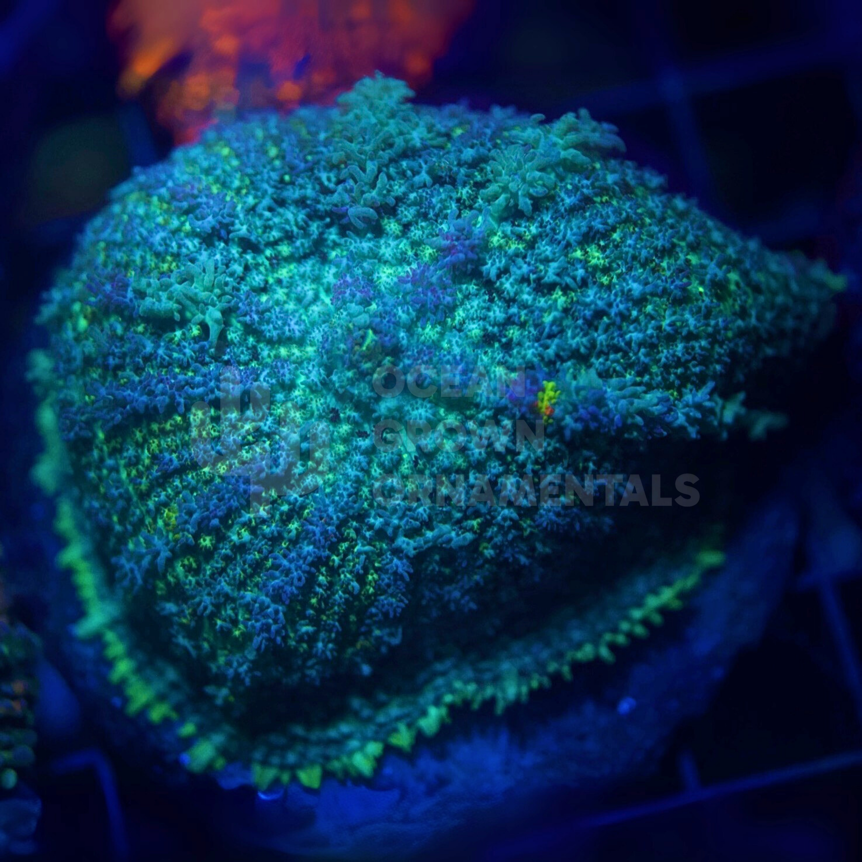 Glitter Frankenstein