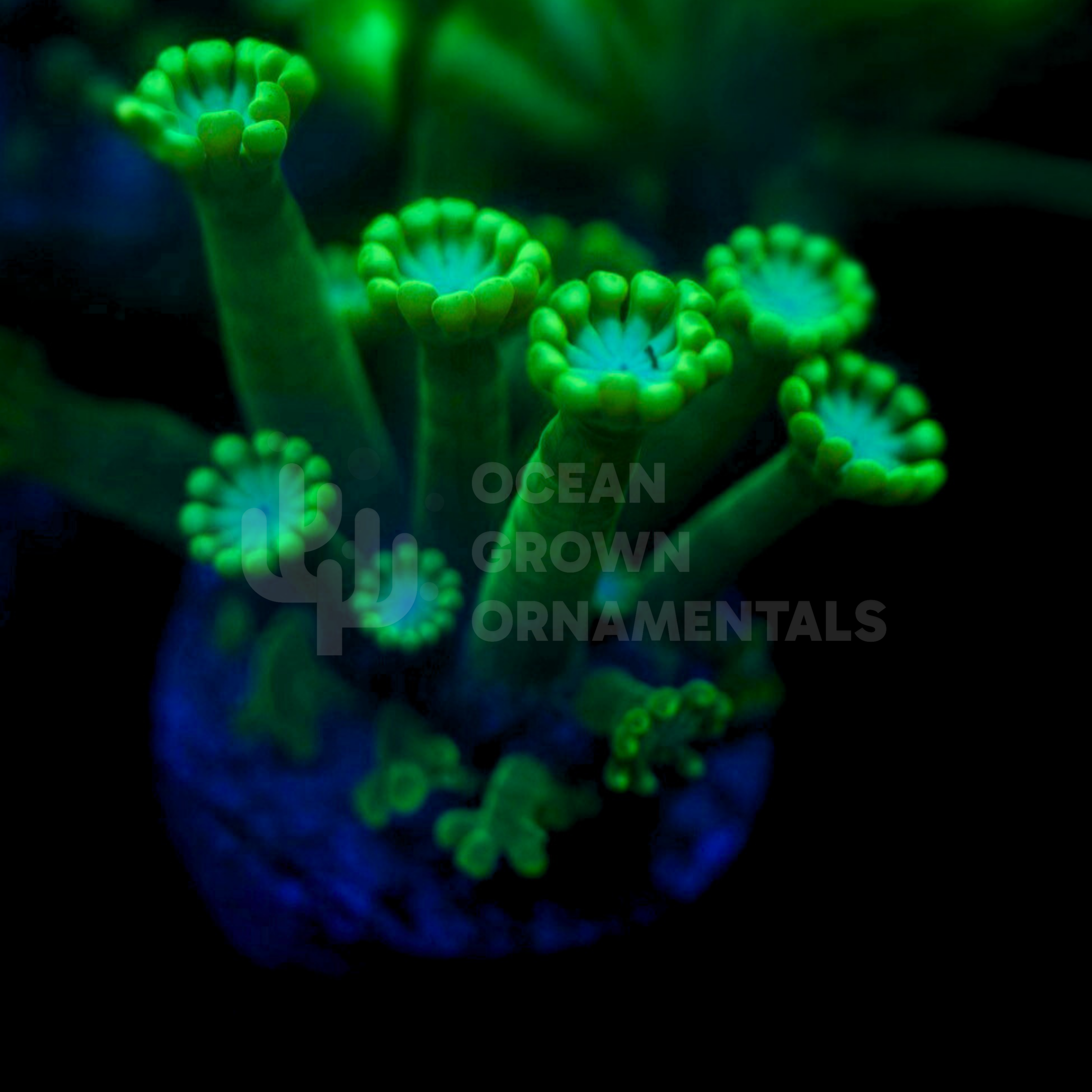 Neon Green