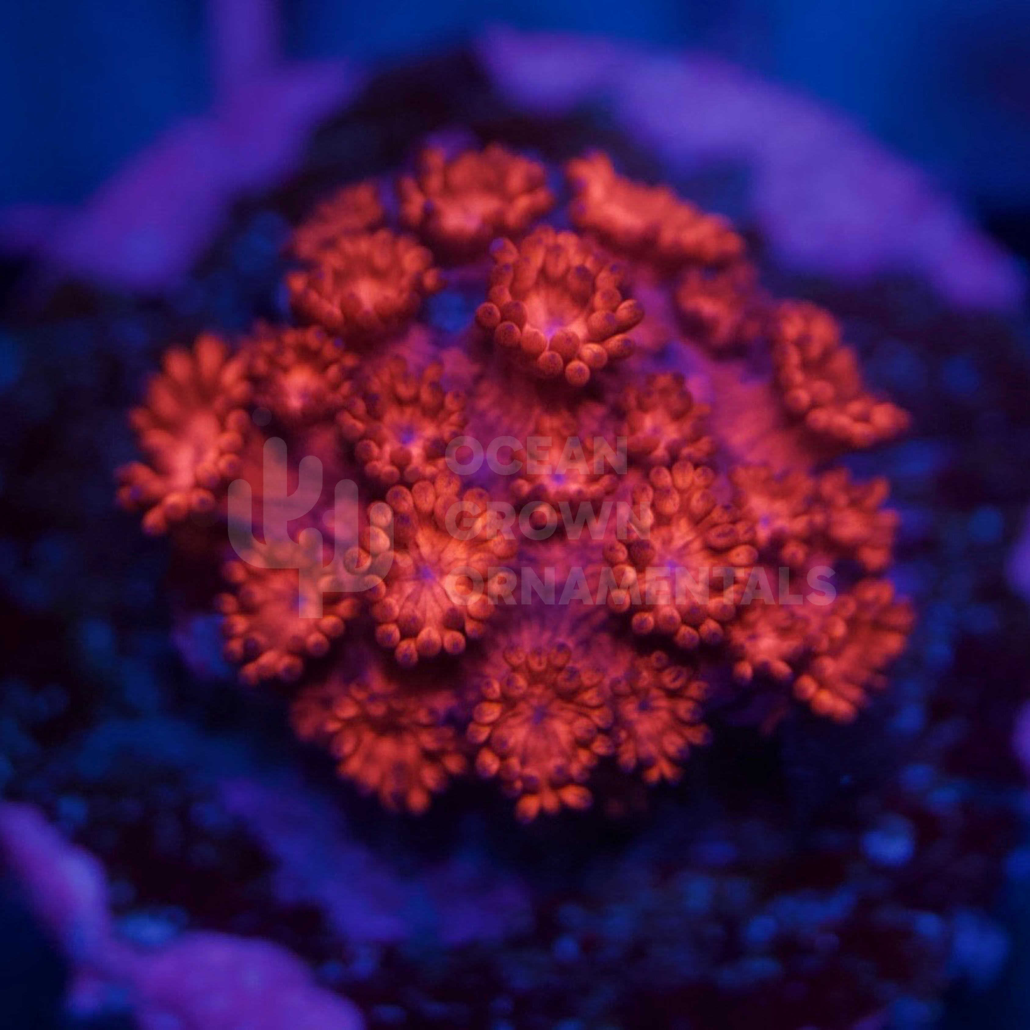 Neon 'Satans Gate'