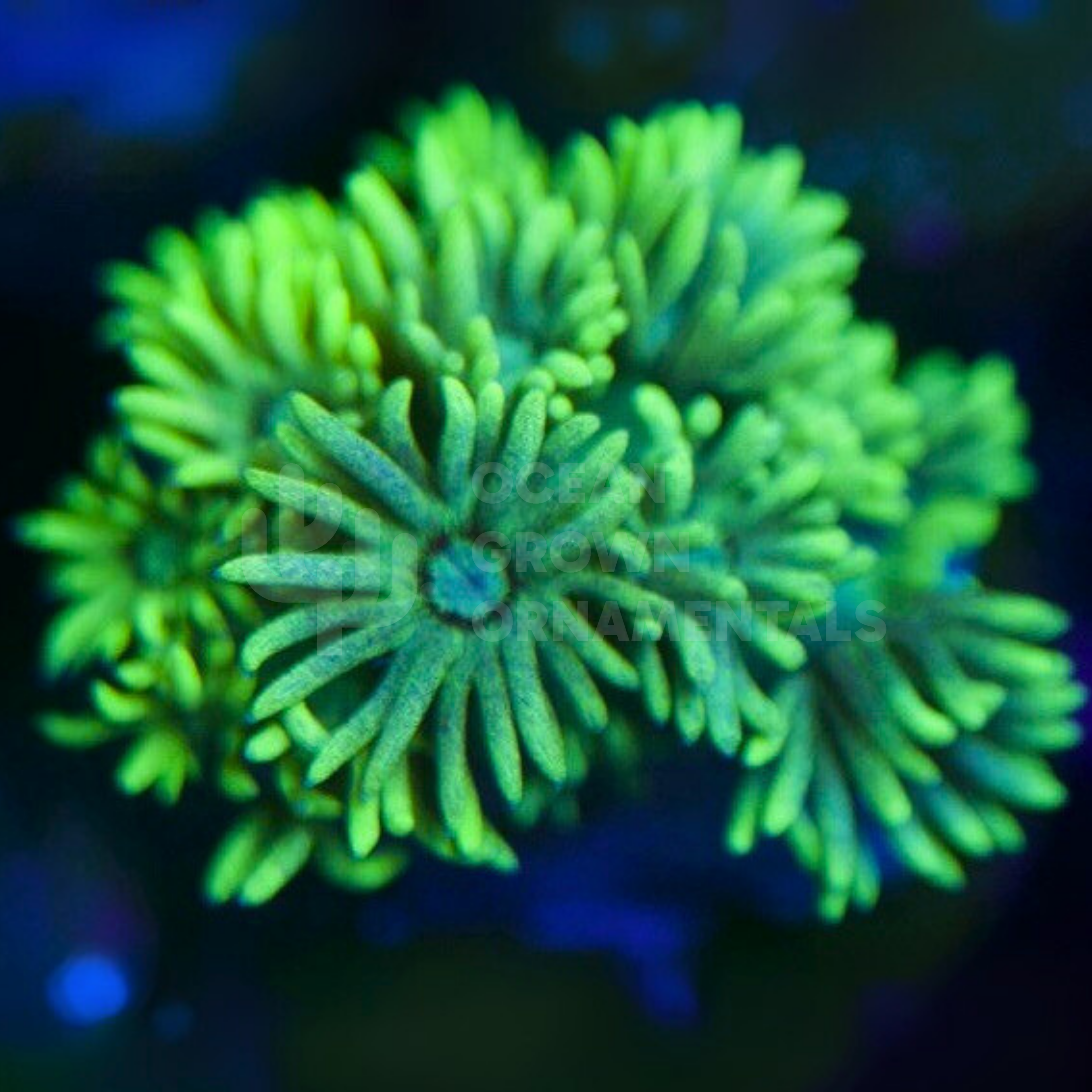 Neon Highlighter