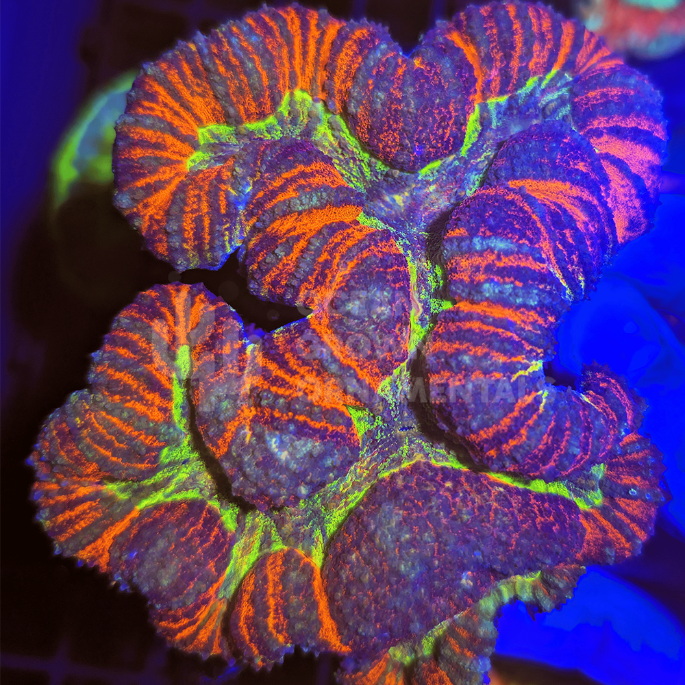 XL Rainbow Stripe