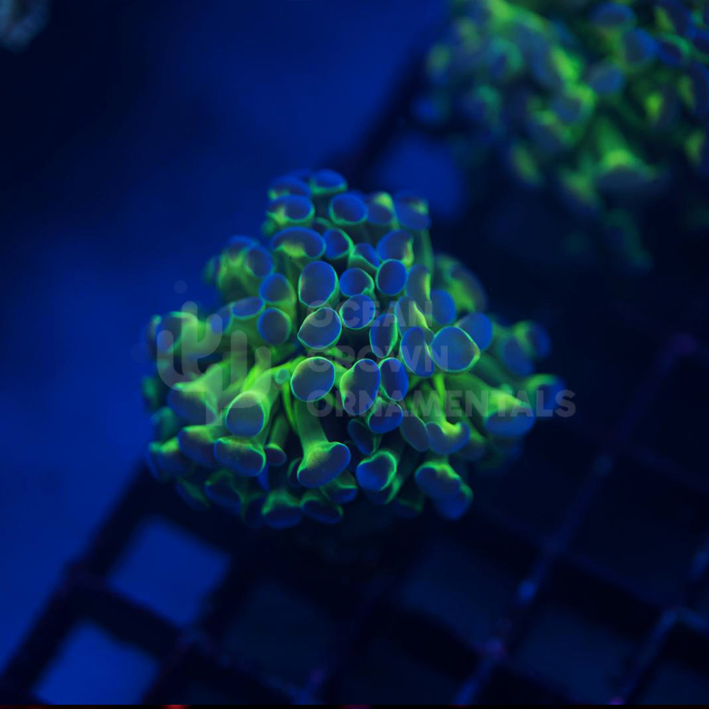 Hologram