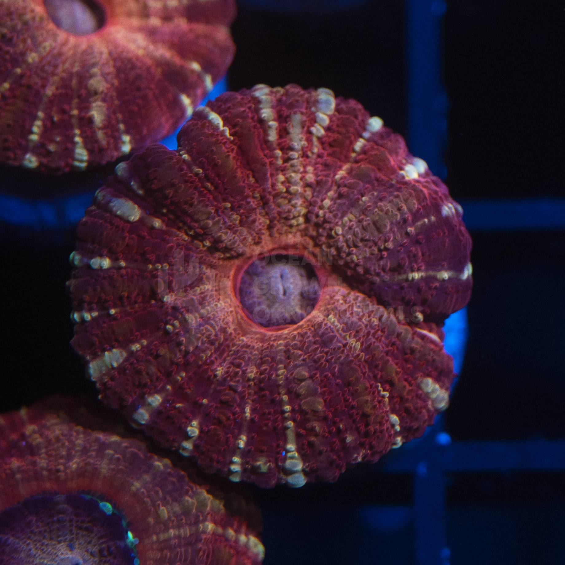 Zebra Red Rainbow