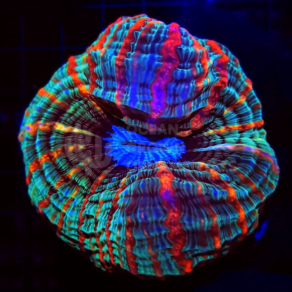 Bloodleaf Rainbow Inferno