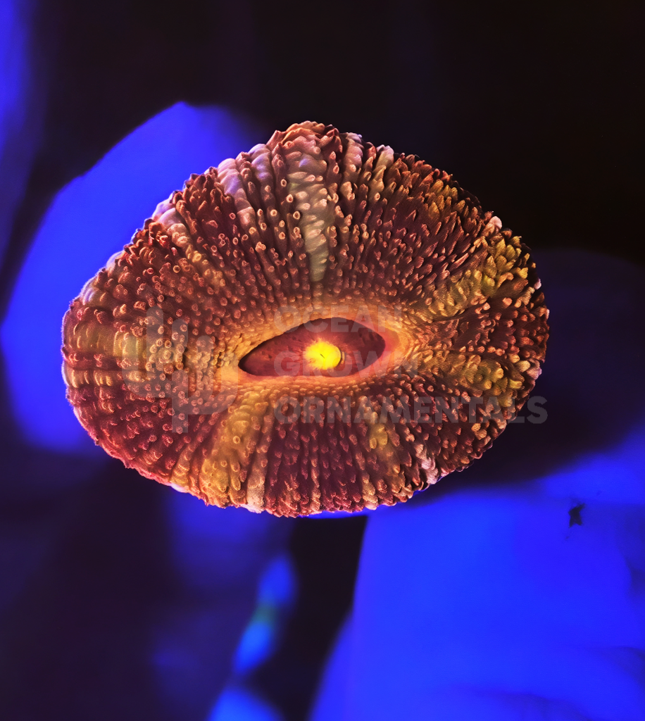 OGO "Pharoah's Revenge"