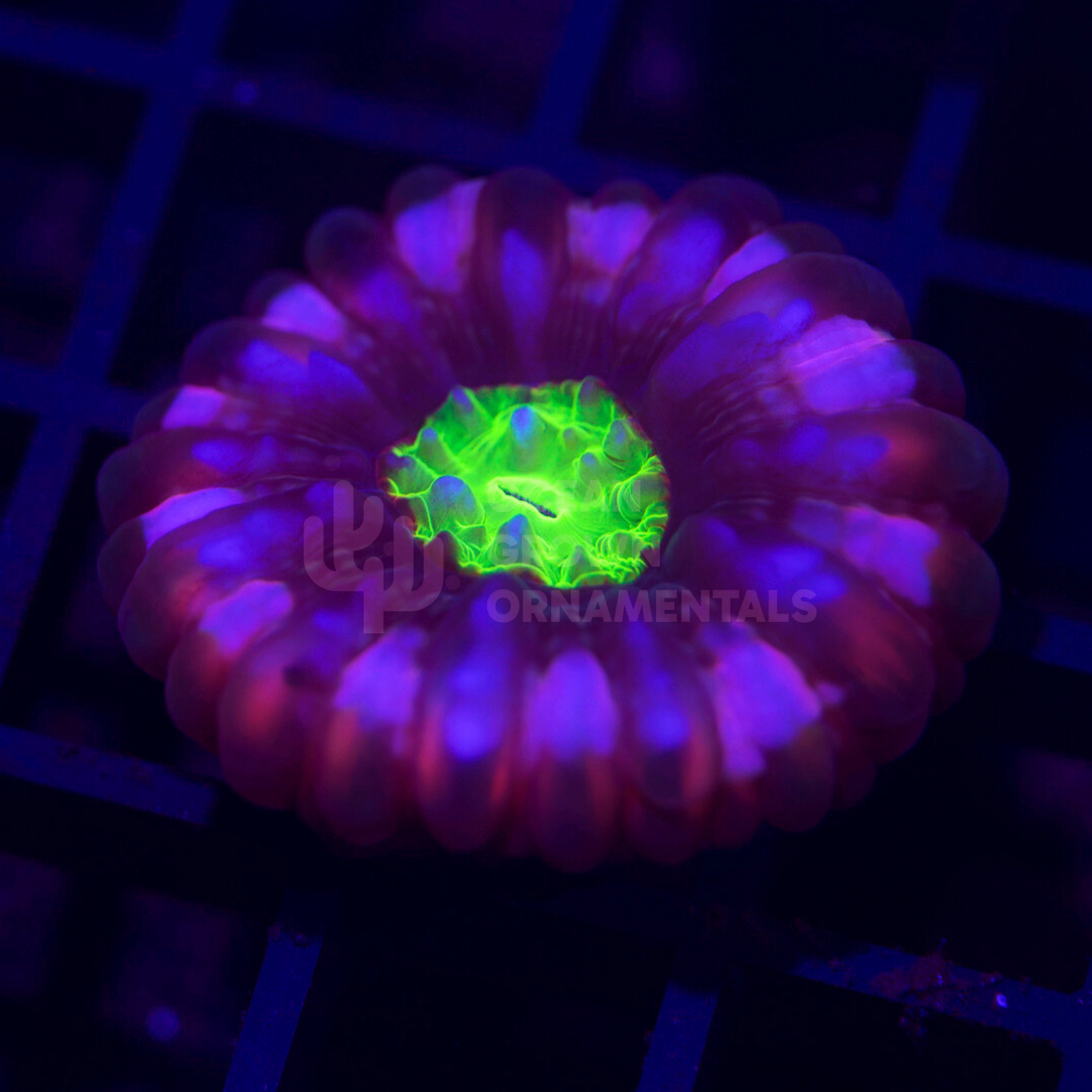 Violet Halo