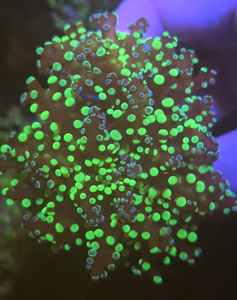 Bi-Colour Frosted Tips