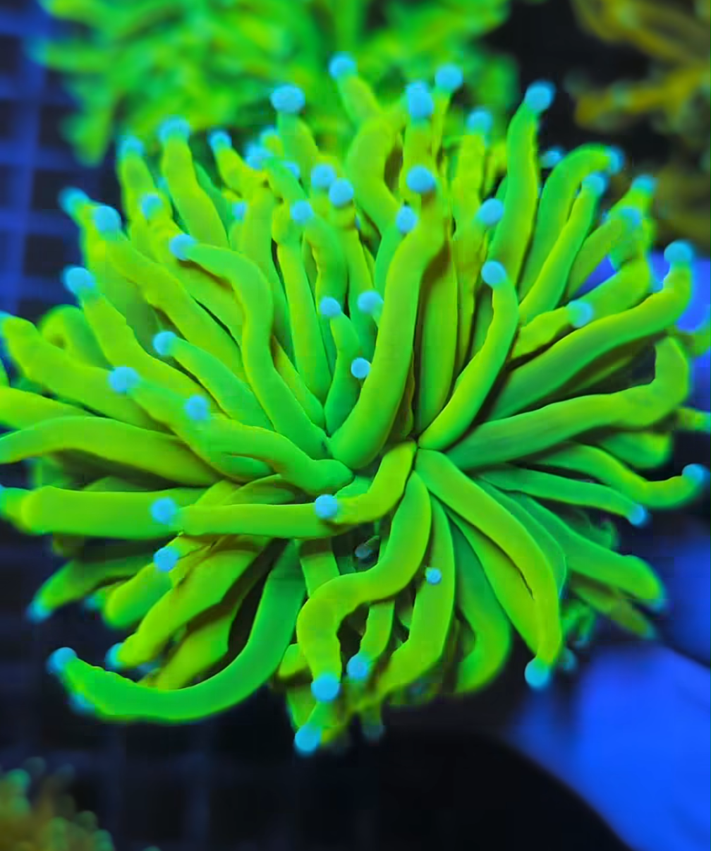 Blue Tip Ultra Grail