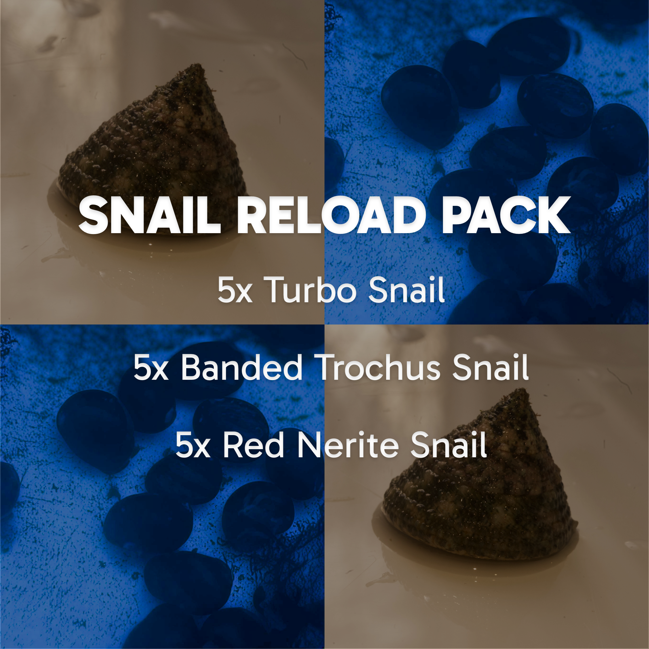Snail Reload Pack