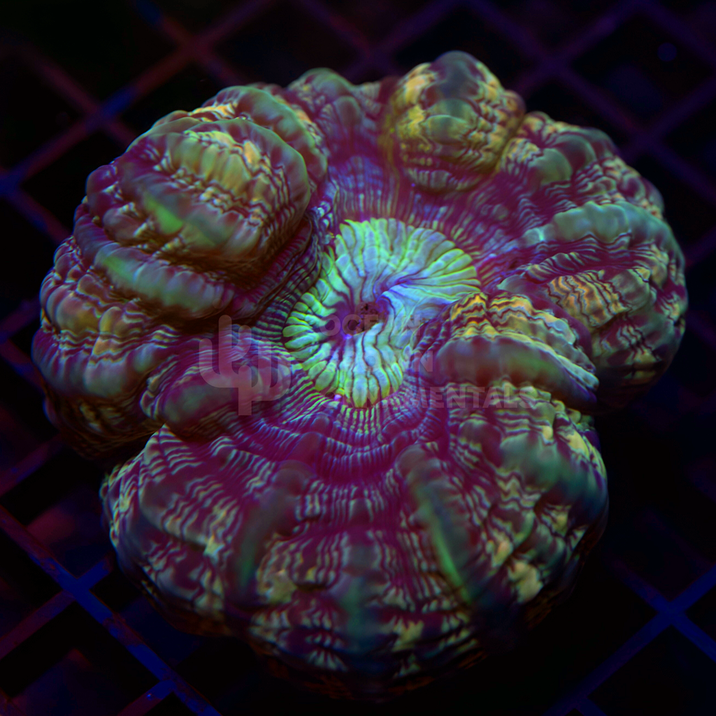 Ultra Stained Glass Cynarina