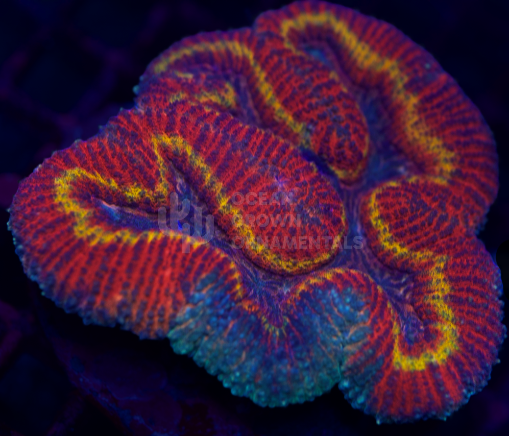 Grafted Rainbow Blaze