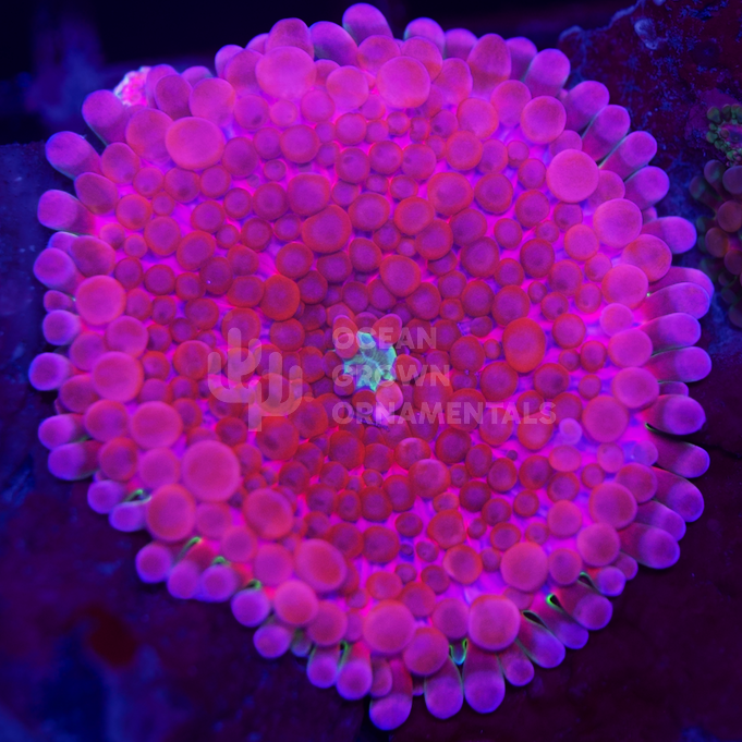 True Red Globular