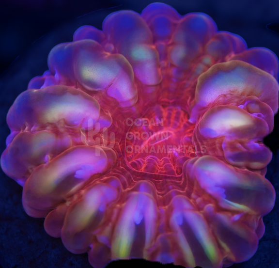 Iridescent Rainbow