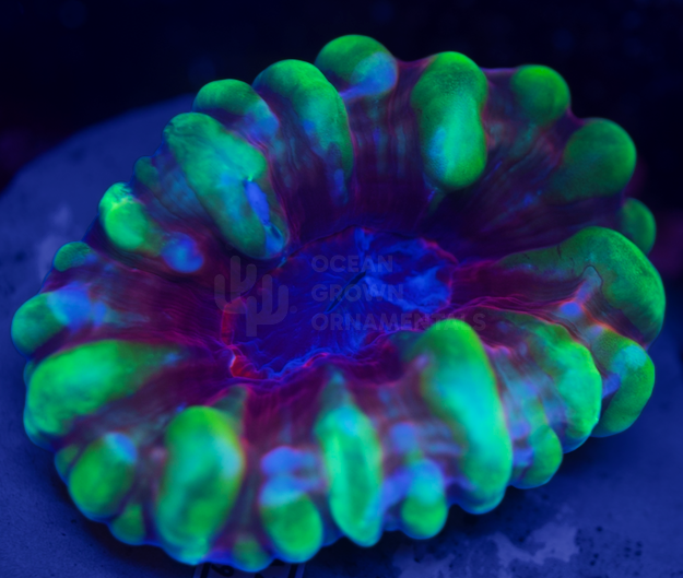 Day-Glo Rainbow