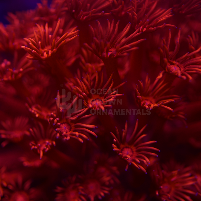 Indo Red "Shimmer"